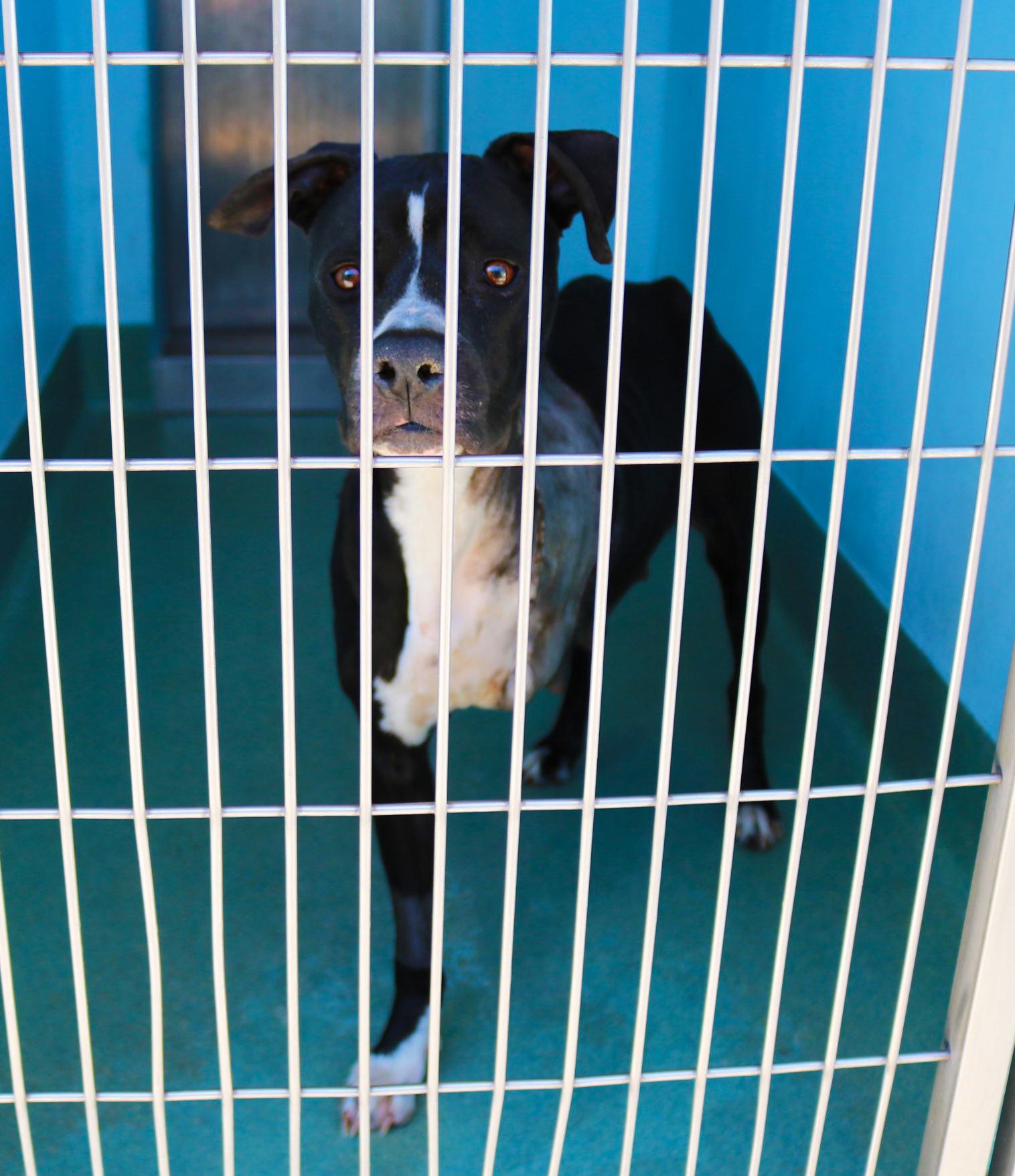 Enlarge LILY, a Adoptable Boxer in Pasadena, CA image 2/2