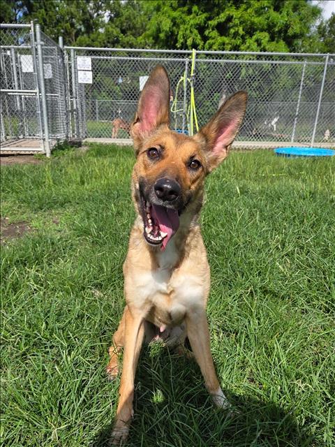 Enlarge BAMBI, a Adoptable mixed breed in Conroe, TX image 1/1