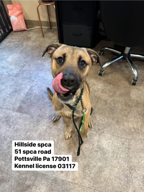 Dog for adoption Eddie Munster, a Shepherd Mix in Pottsville, PA