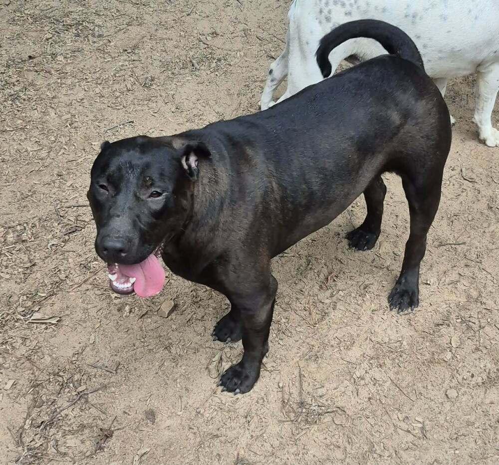 Booger, Adoptable, Young Male American Bulldog.