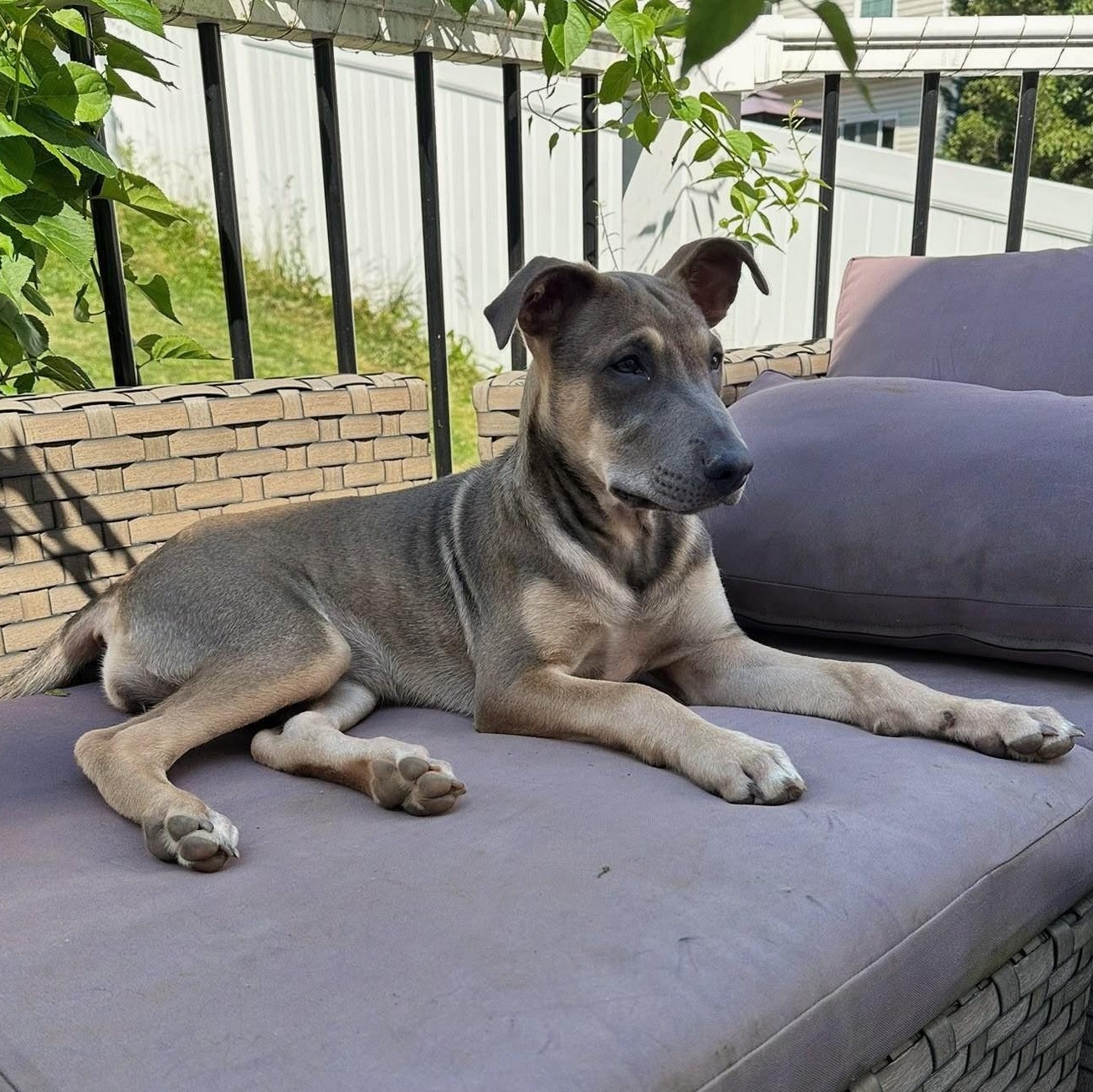 Hope, a ADOPTABLE mixed breed in Baltimore, MD image 5/6