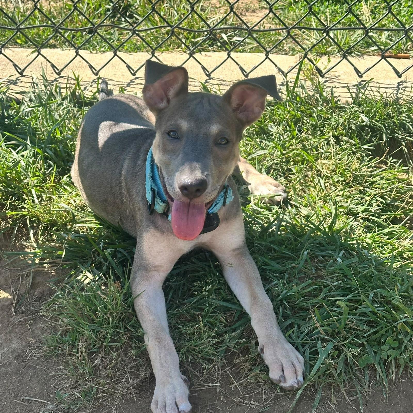 Hope, a ADOPTABLE mixed breed in Baltimore, MD image 4/6
