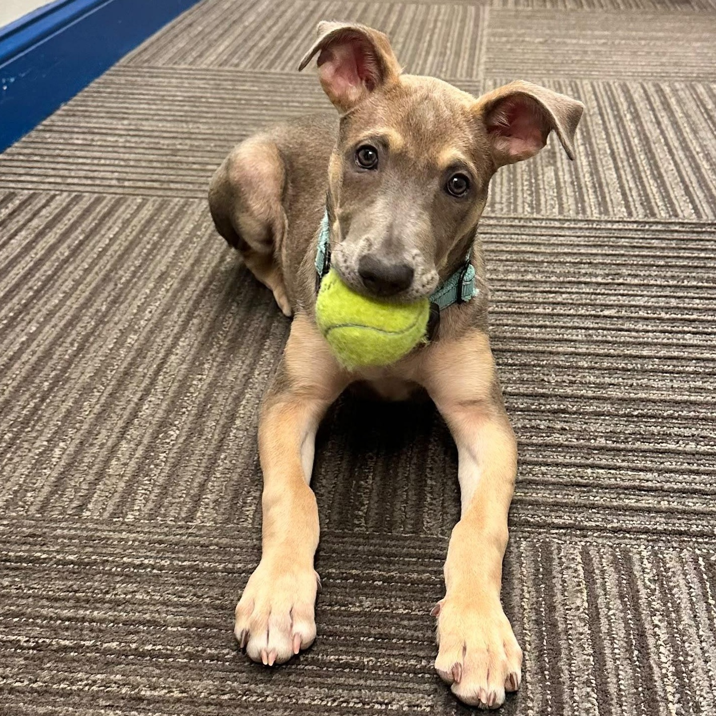 Hope, a ADOPTABLE mixed breed in Baltimore, MD image 2/6