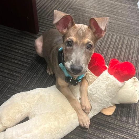 Hope, ADOPTABLE, Puppy Female Shepherd.
