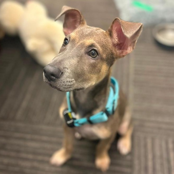 Hope, a ADOPTABLE mixed breed in Baltimore, MD image 3/6
