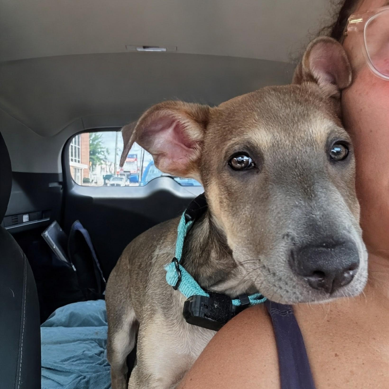 Hope, a ADOPTABLE mixed breed in Baltimore, MD image 6/6
