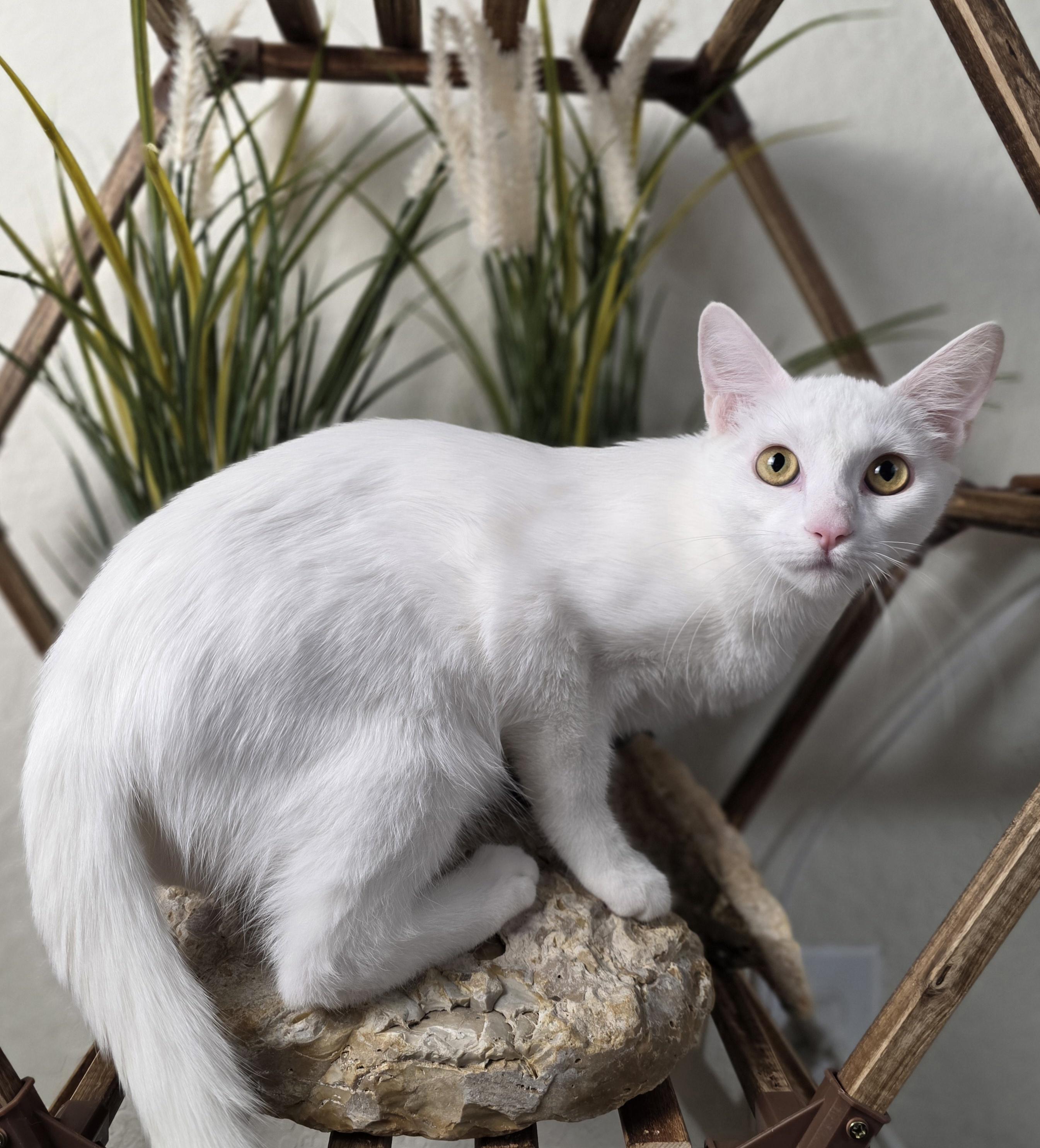 Tofu (RP), a Adoptable Domestic Short Hair in Schertz, TX image 3/3