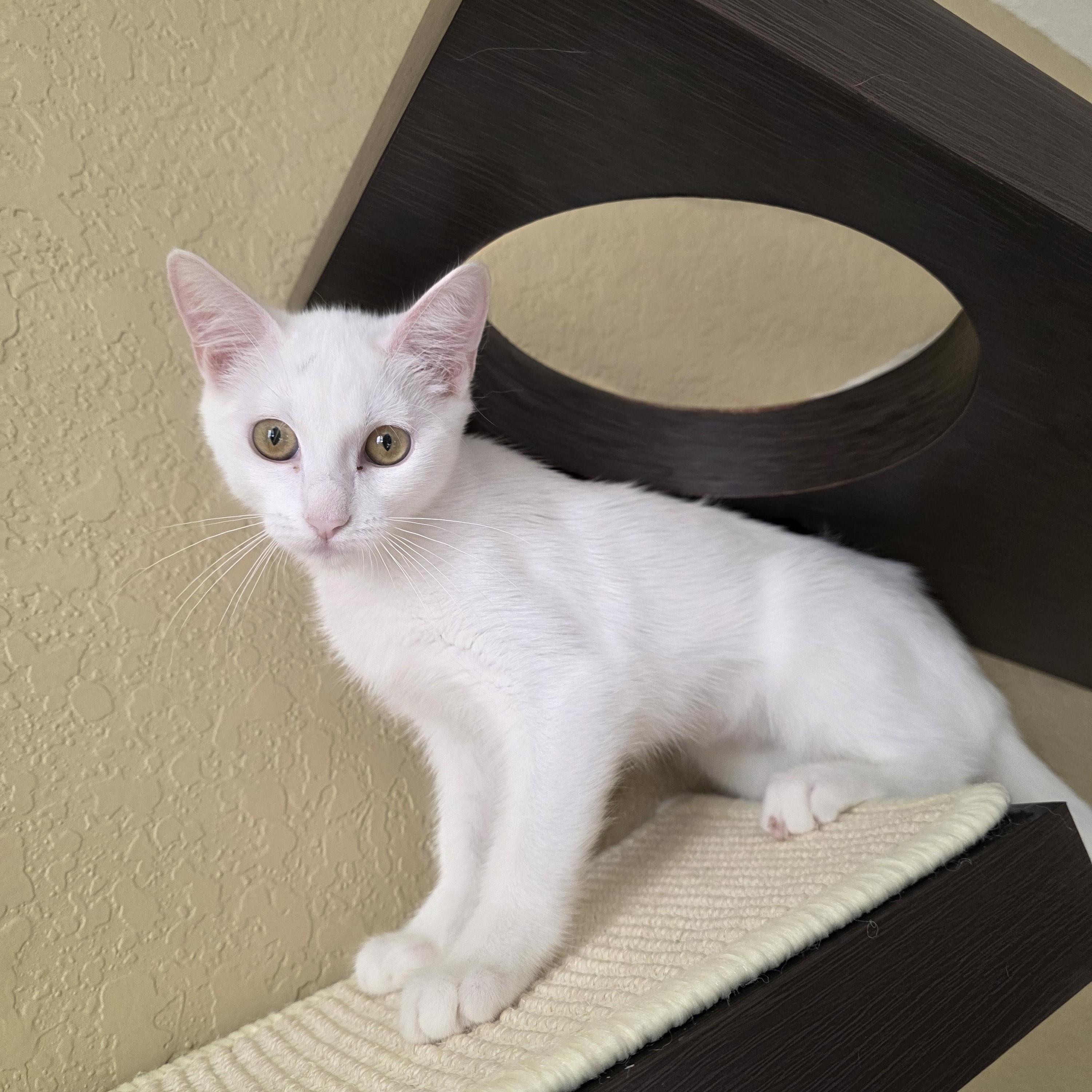 Tofu (RP), a Adoptable Domestic Short Hair in Schertz, TX image 1/3