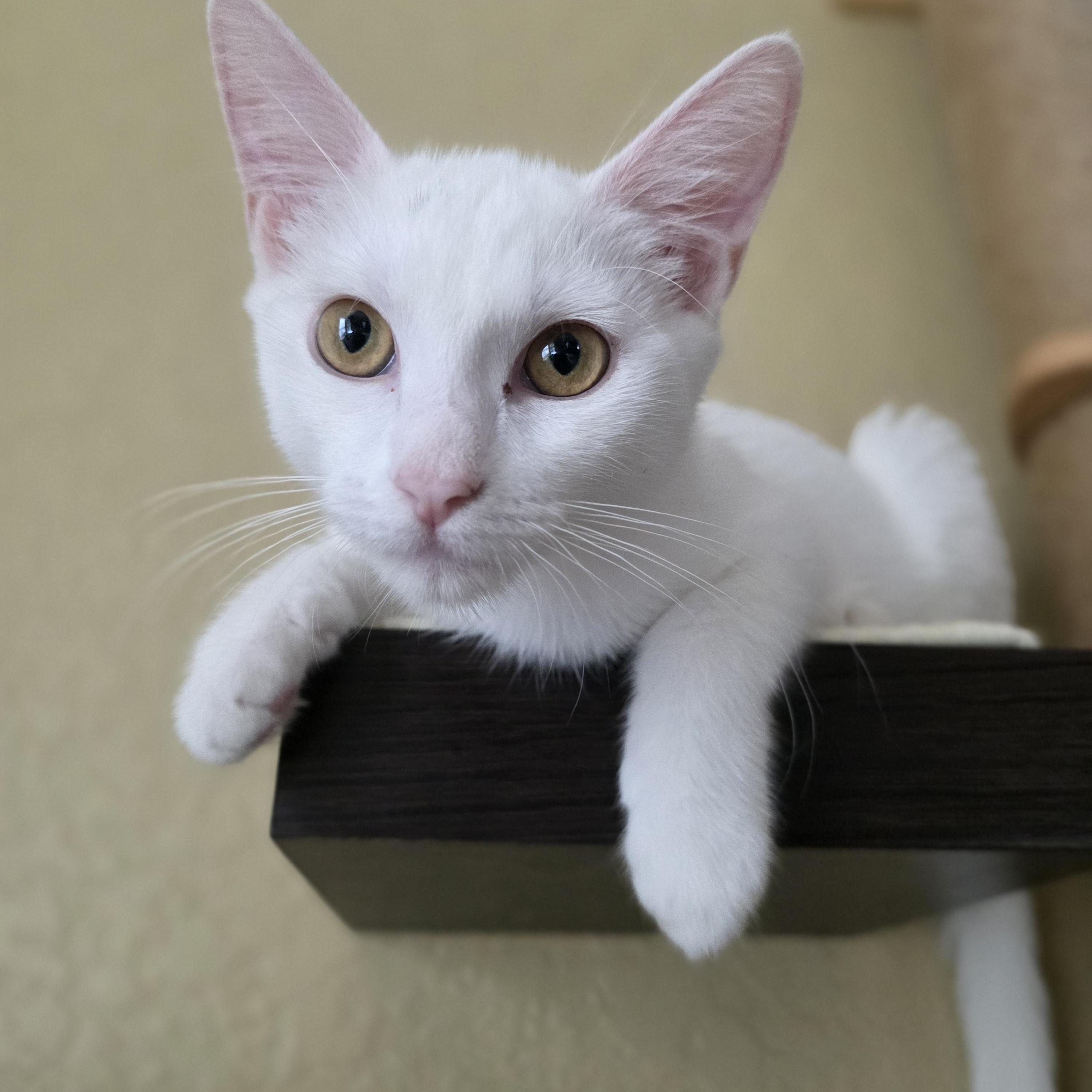 Tofu (RP), a Adoptable Domestic Short Hair in Schertz, TX image 2/3