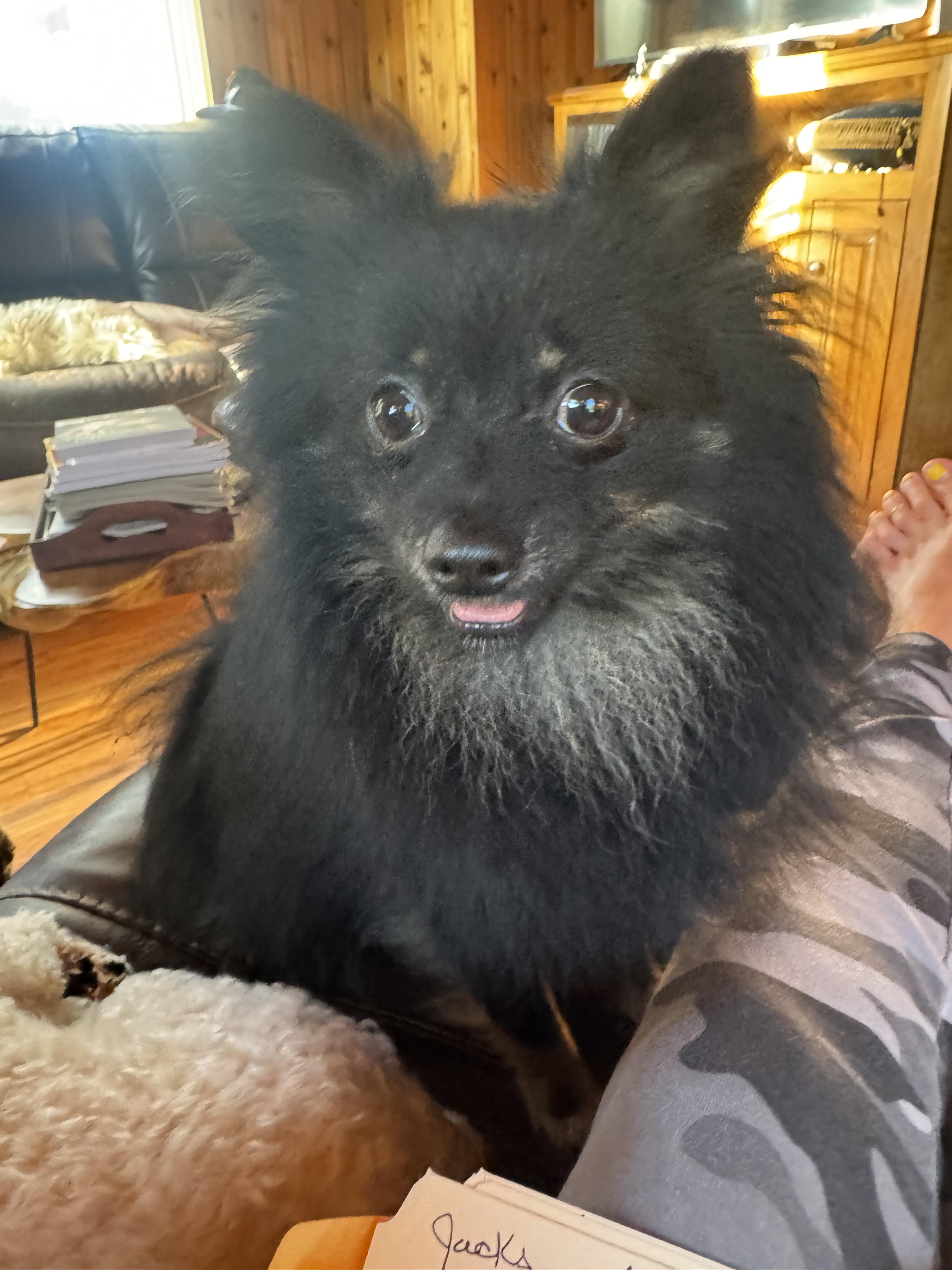Jacks, a ADOPTABLE Pomeranian in Glenwood City, WI image 2/3