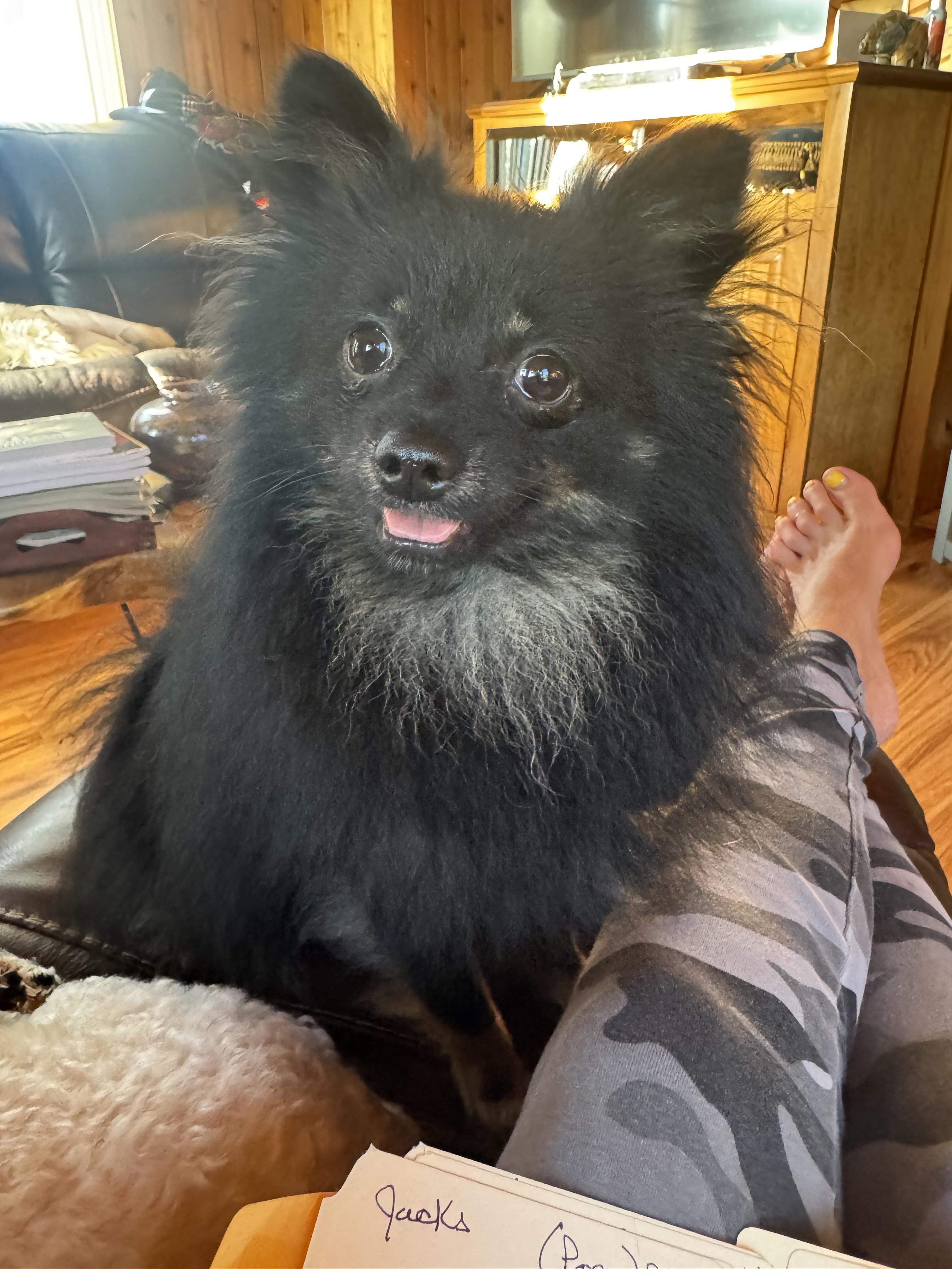 Jacks, a ADOPTABLE Pomeranian in Glenwood City, WI image 3/3