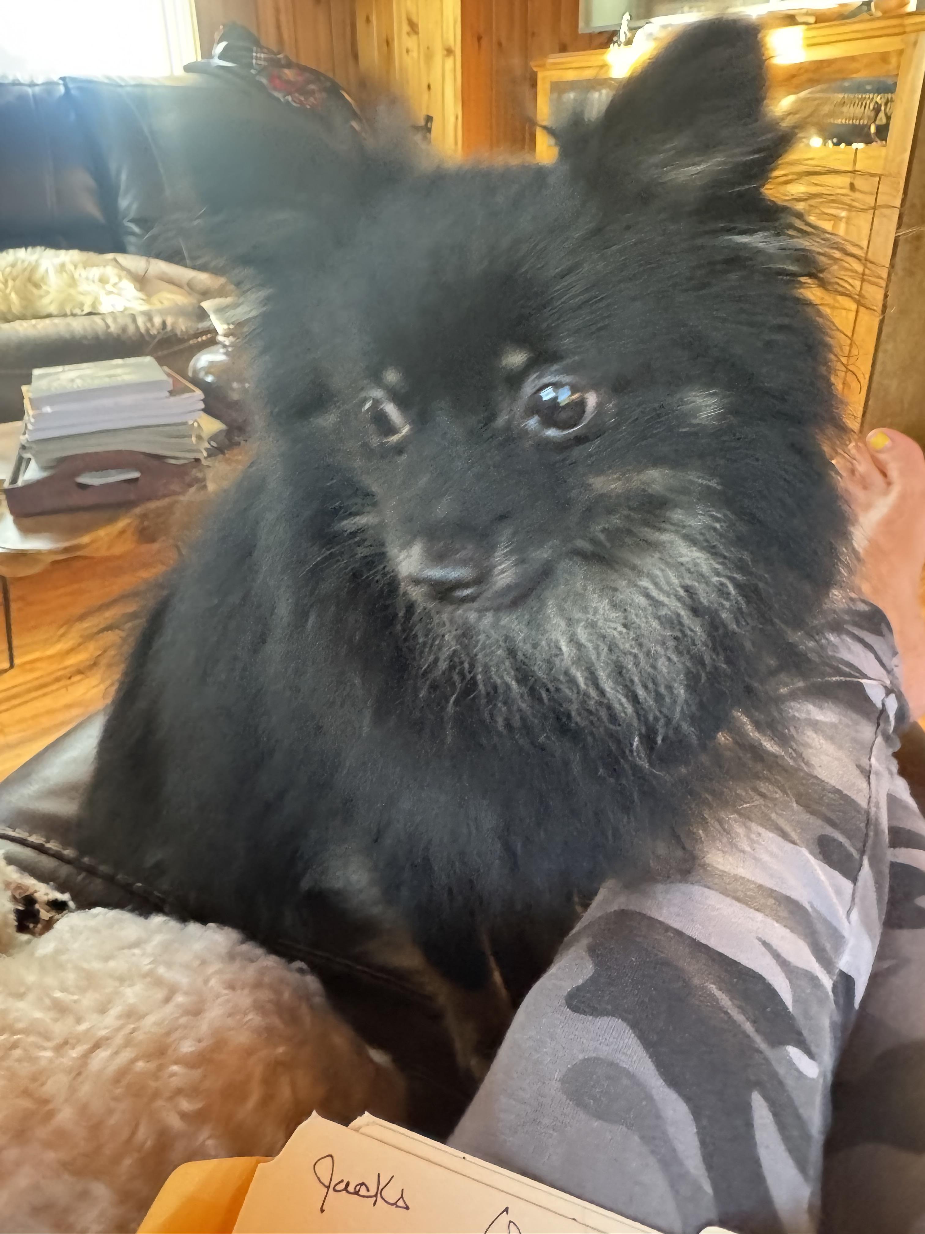 Jacks, a ADOPTABLE Pomeranian in Glenwood City, WI image 1/3