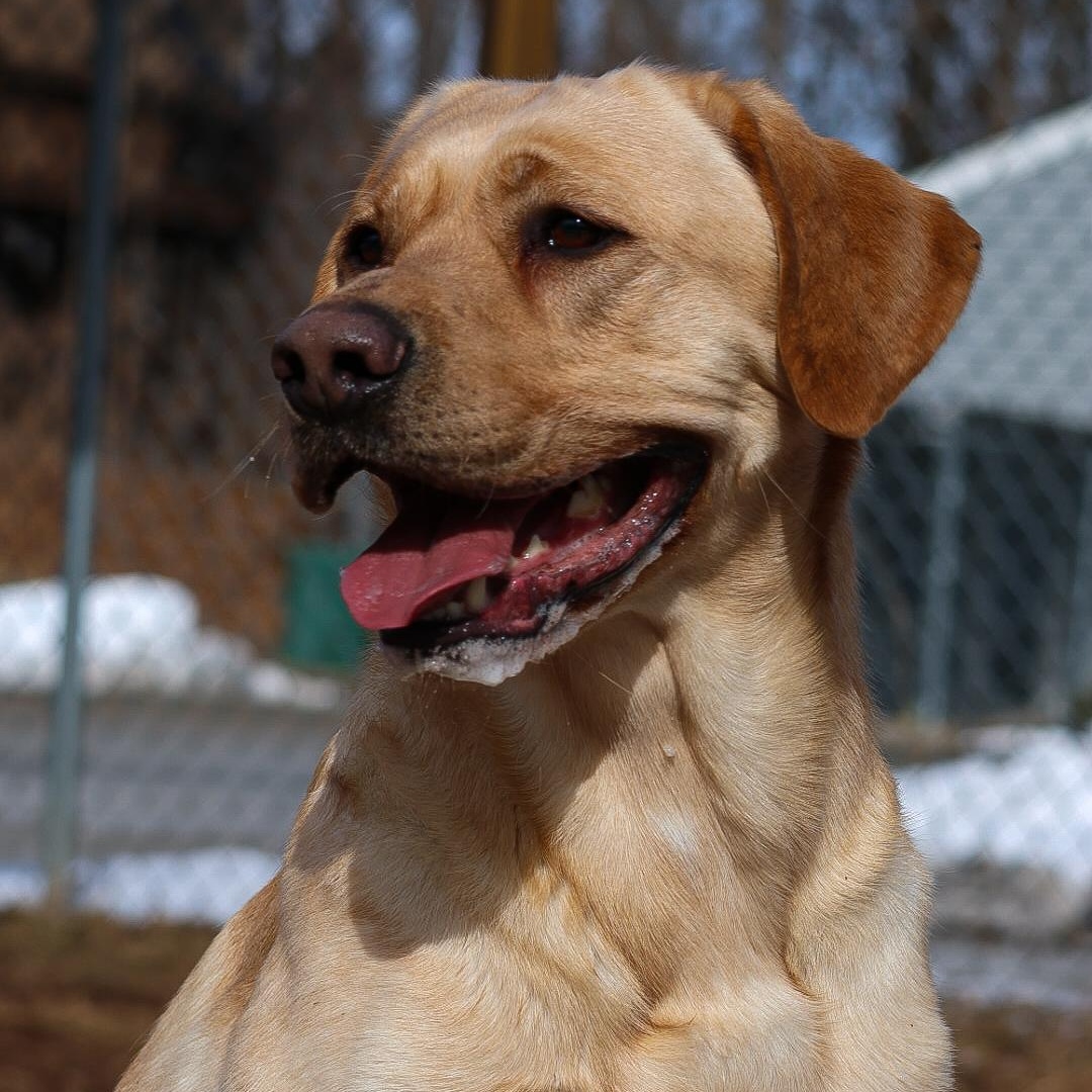 Enlarge Peanut, a Adoptable Yellow Labrador Retriever in North Haven, CT image 6/6