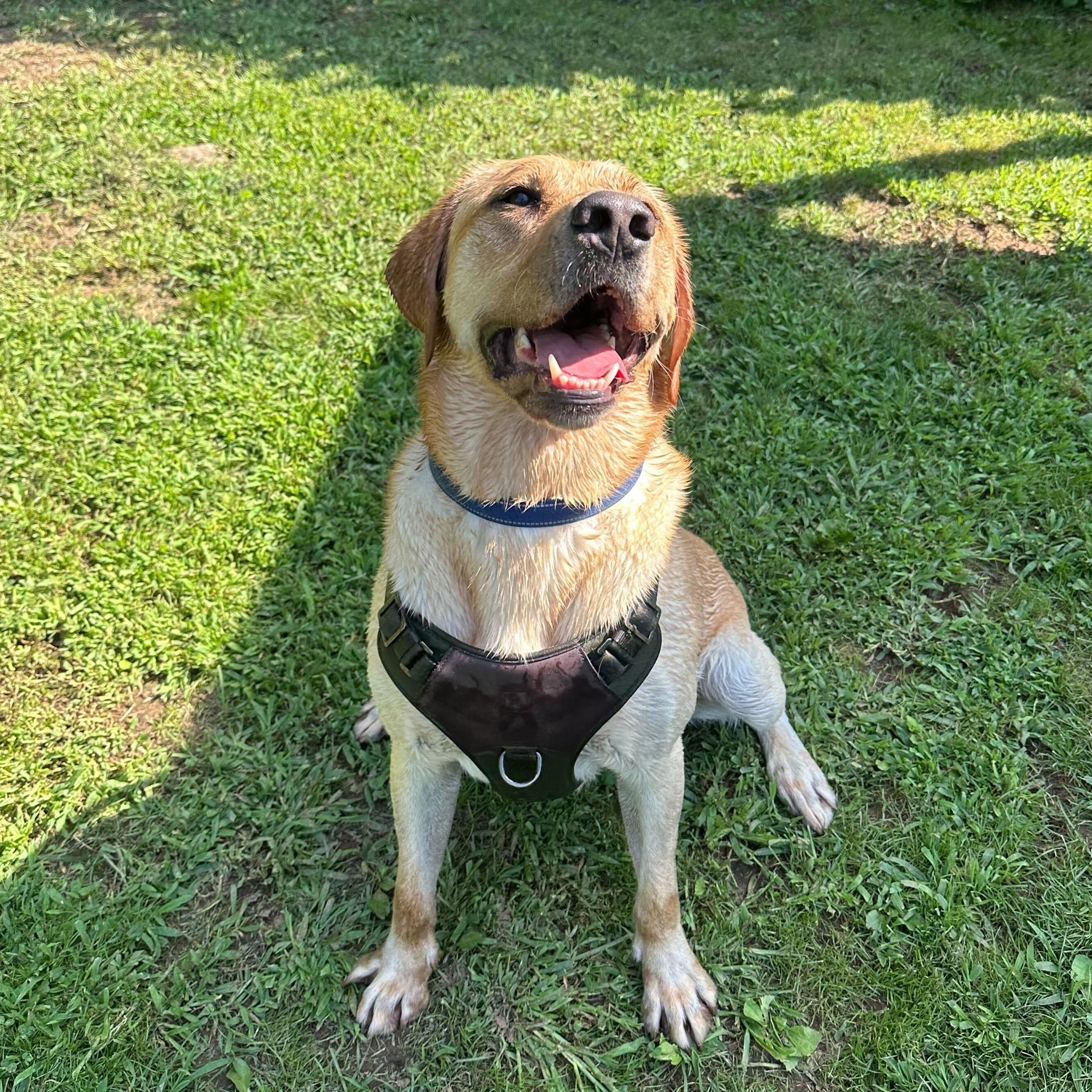 Enlarge Peanut, a Adoptable Yellow Labrador Retriever in North Haven, CT image 2/6