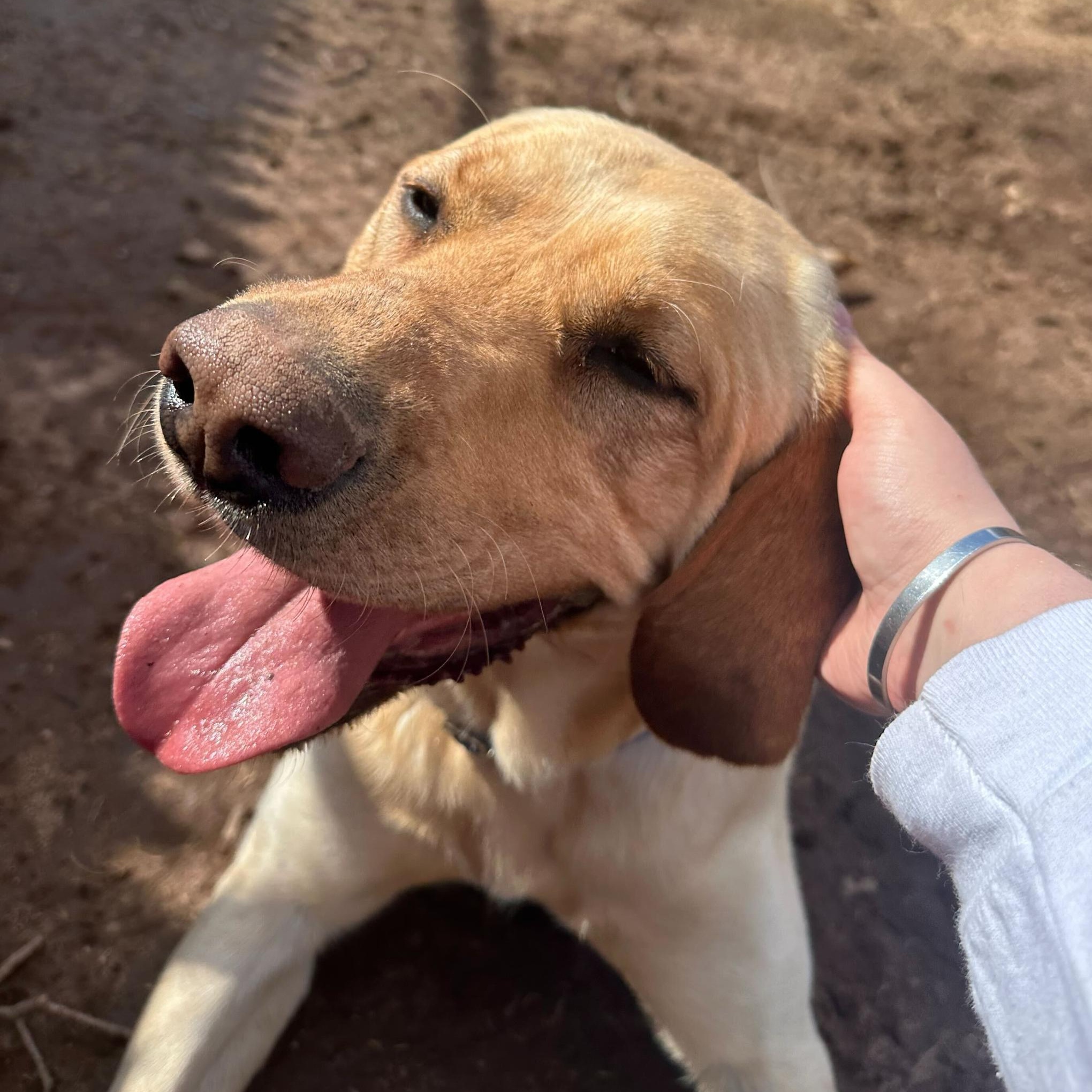 Enlarge Peanut, a Adoptable Yellow Labrador Retriever in North Haven, CT image 5/6