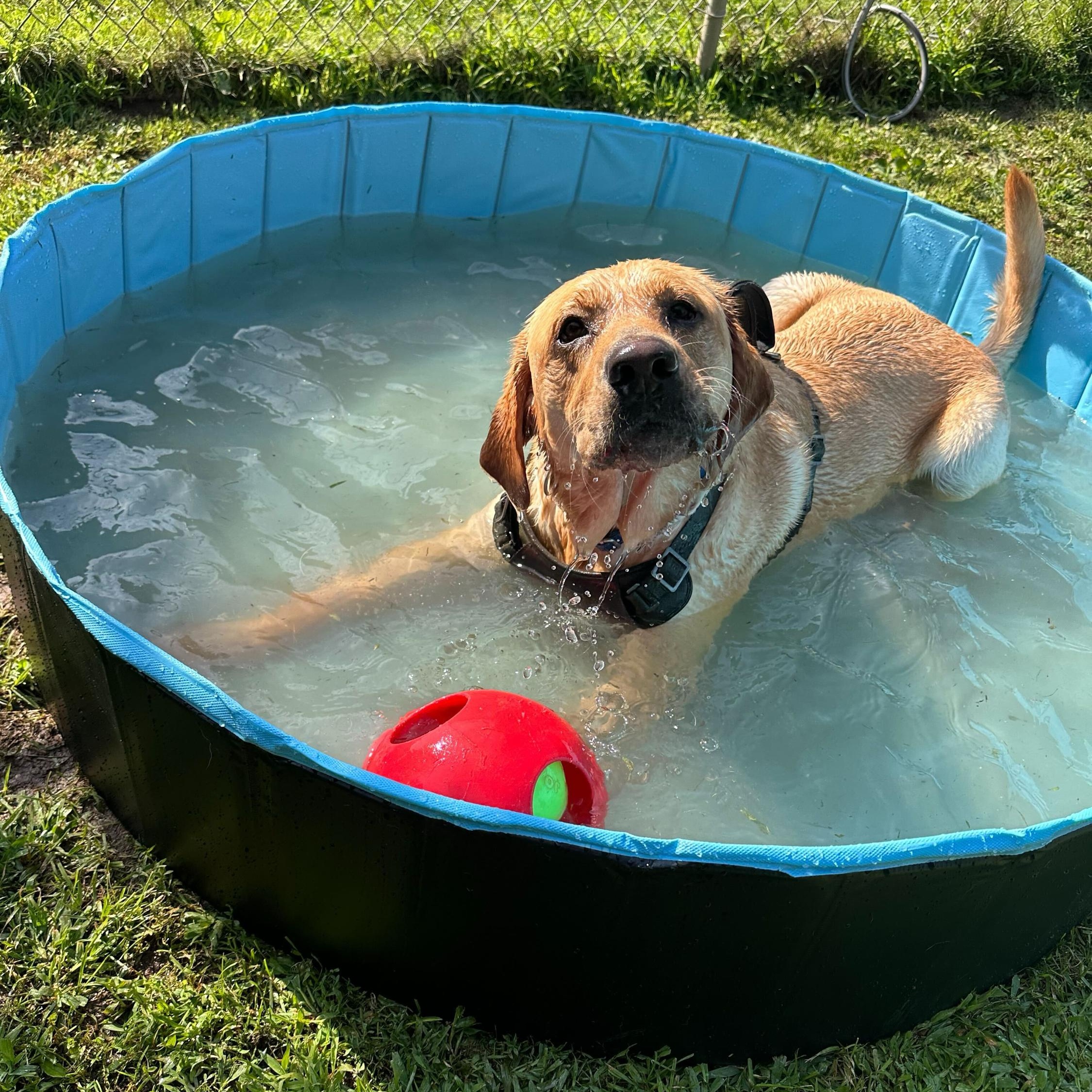 Enlarge Peanut, a Adoptable Yellow Labrador Retriever in North Haven, CT image 4/6