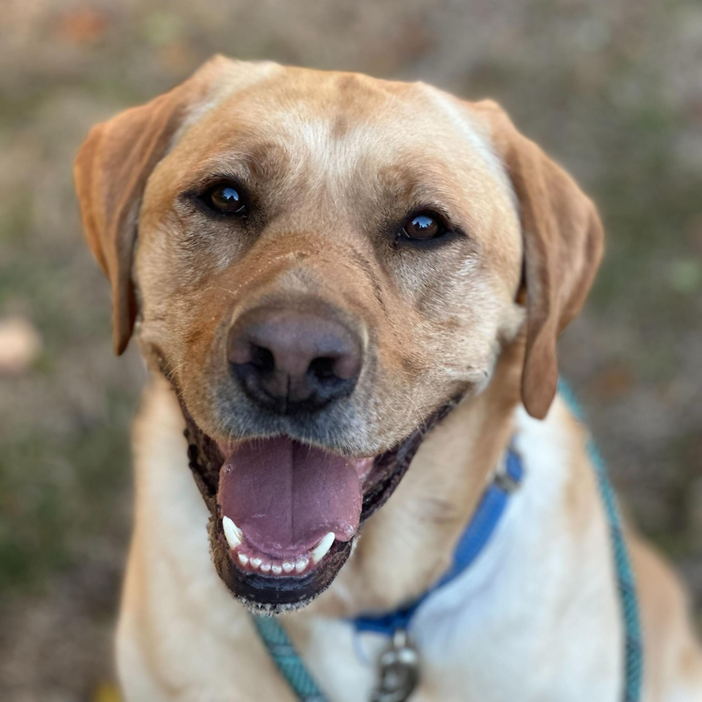 Peanut, Adoptable, Young Male Yellow Labrador Retriever.