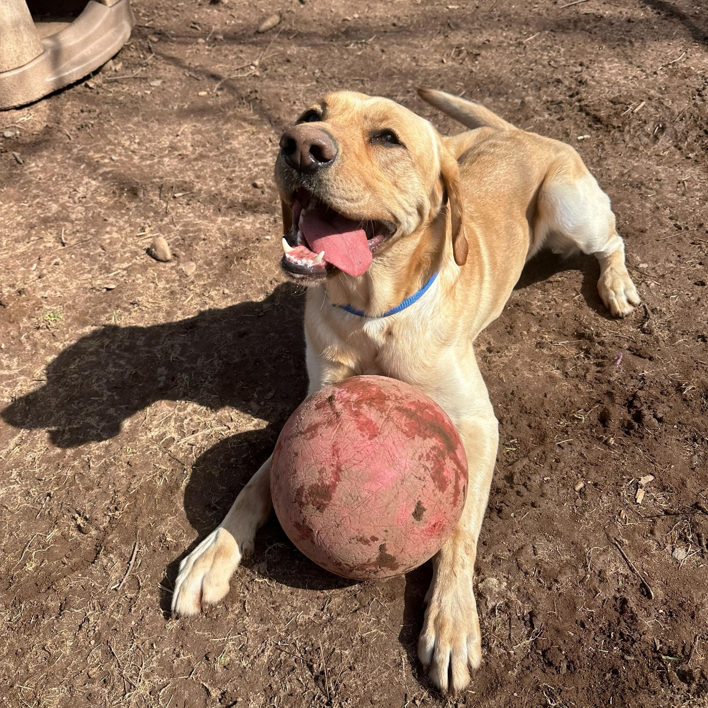 Enlarge Peanut, a Adoptable Yellow Labrador Retriever in North Haven, CT image 3/6