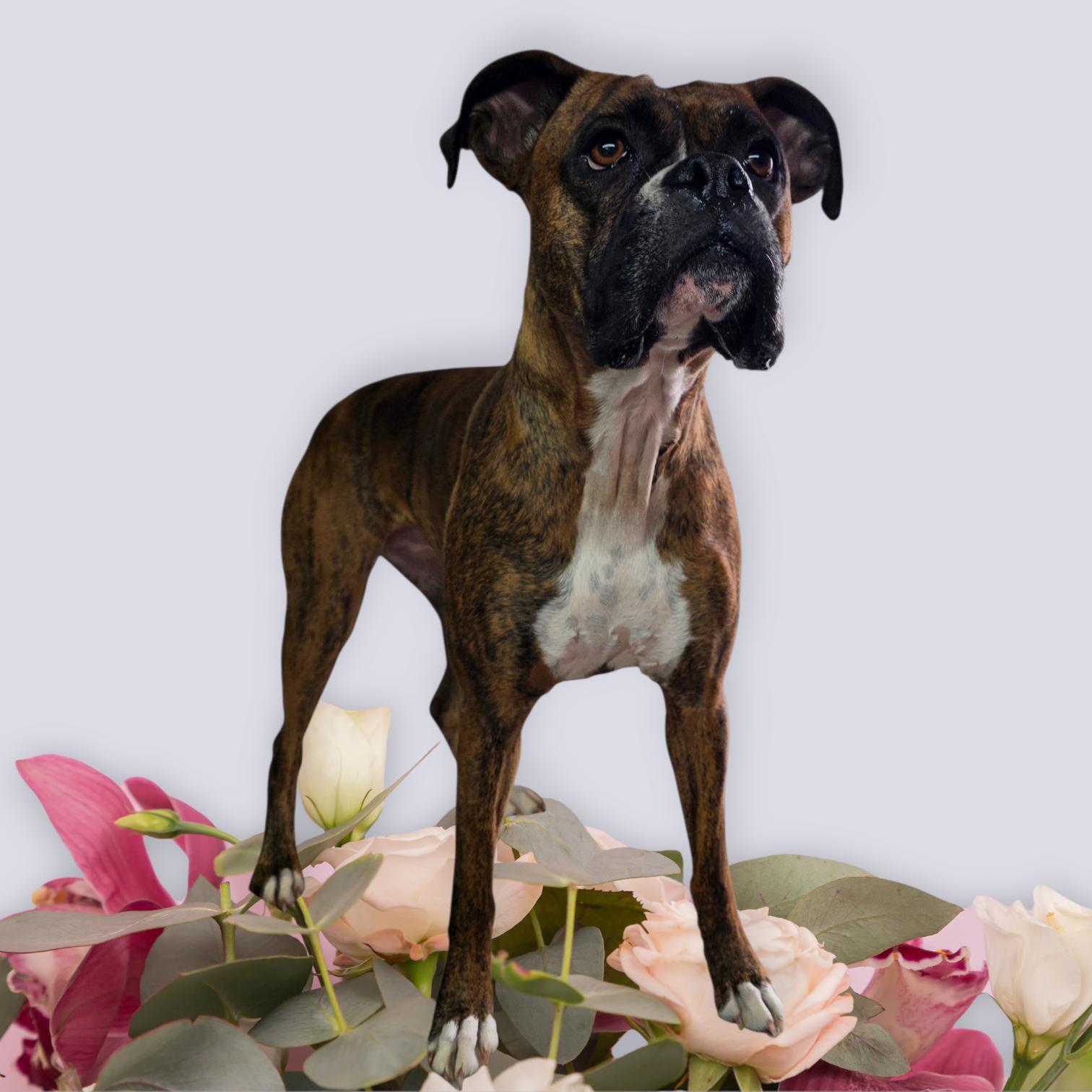 Enlarge Roxy, a ADOPTABLE Boxer in Dallas, GA image 1/1