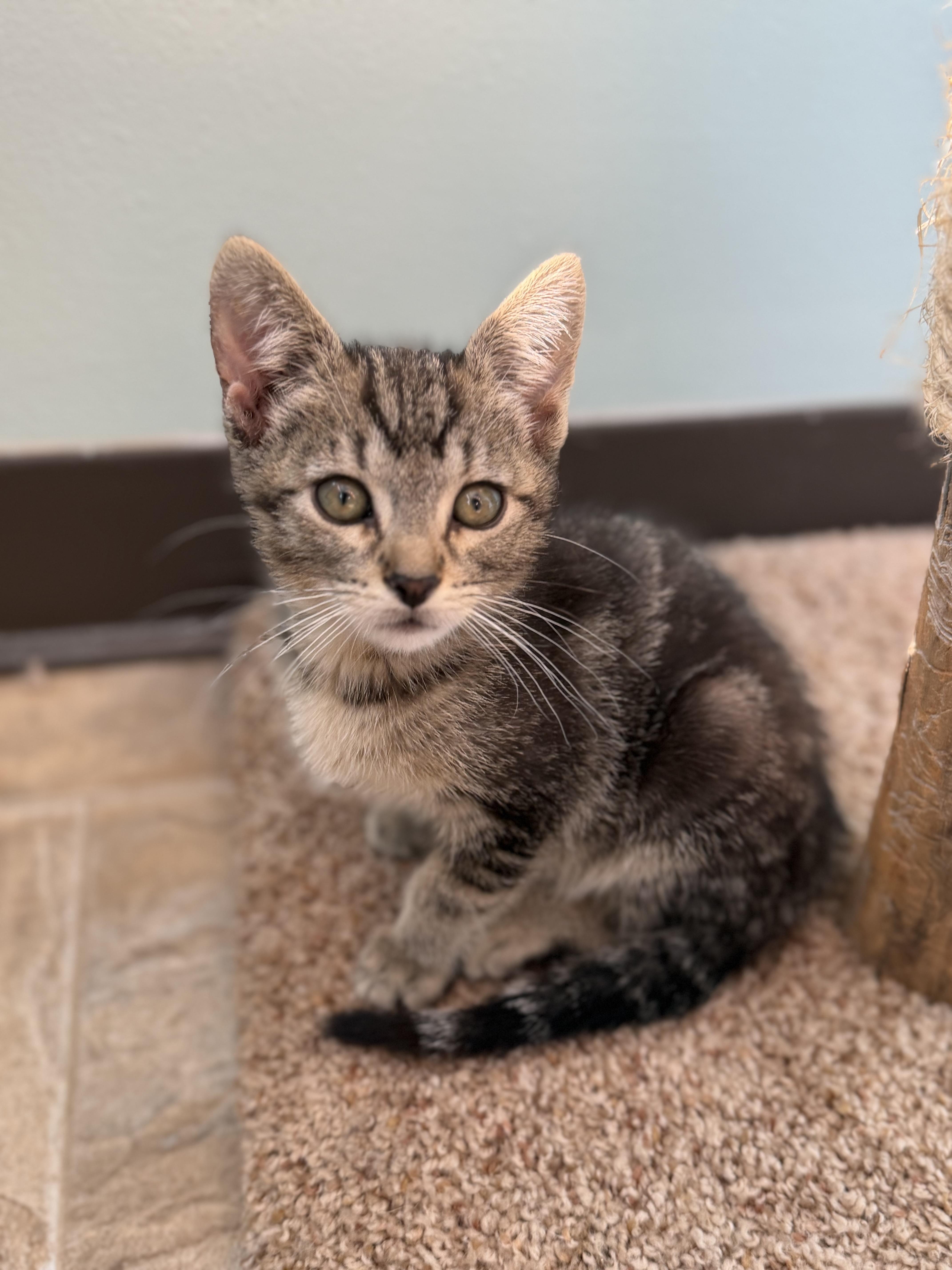 Woody, ADOPTABLE, Kitten Male Domestic Short Hair.