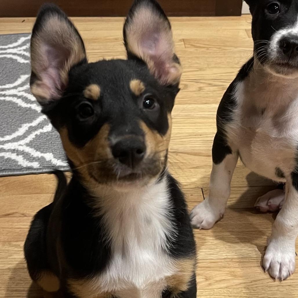 Lexi, Adoptable, Puppy Female Mixed Breed.