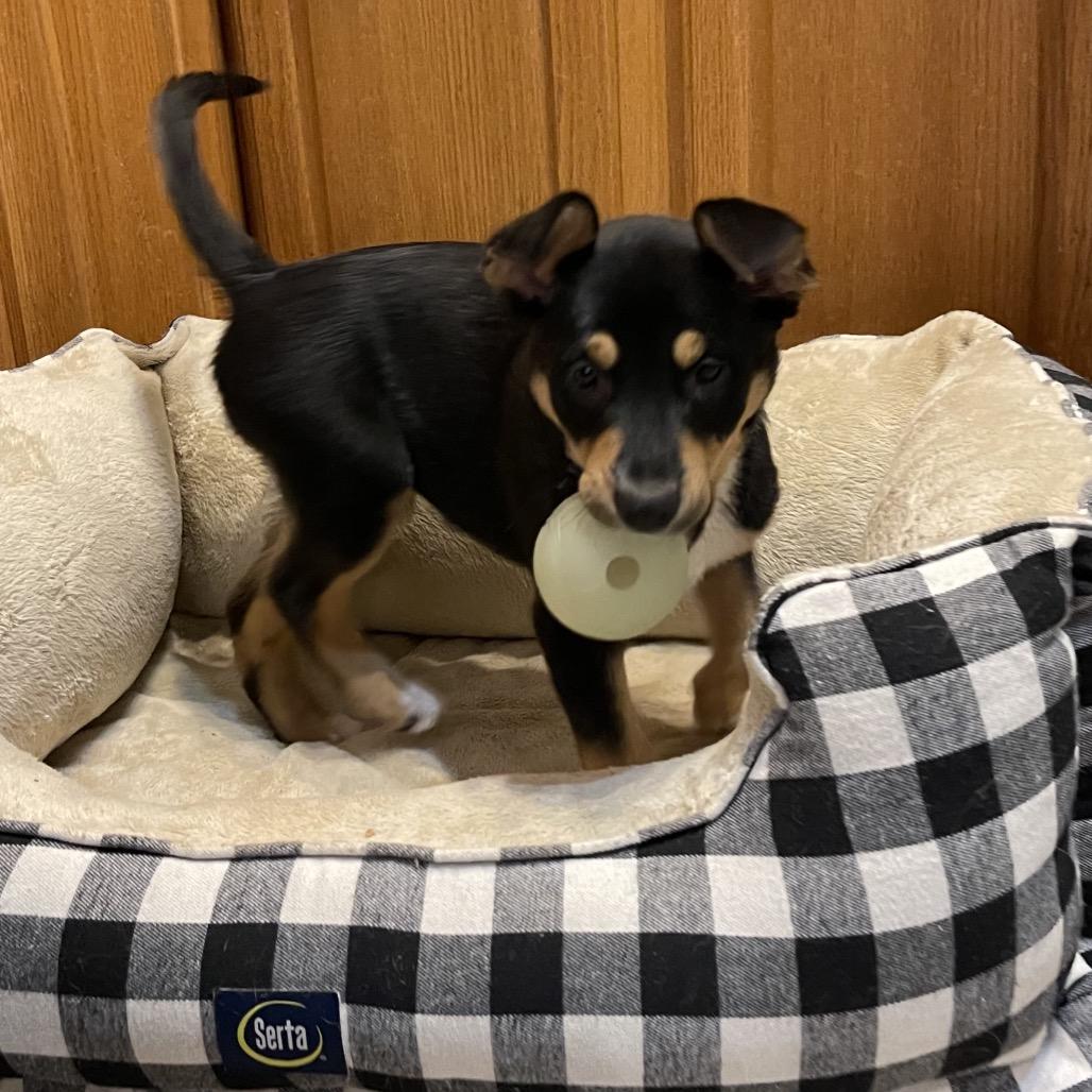 Lexi, a Adoptable Mixed Breed in Buffalo, MN image 1/6