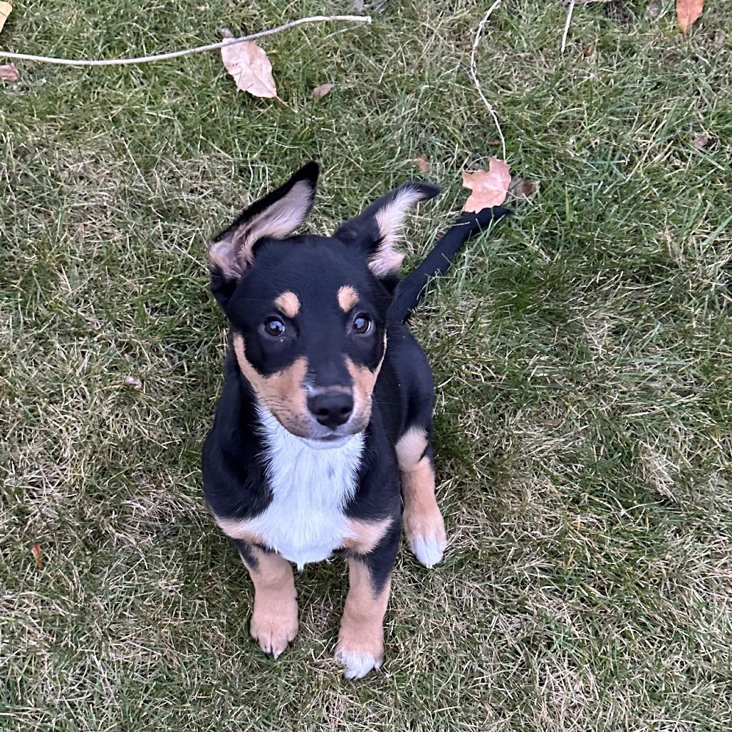 Enlarge Lexi, a Adoptable Mixed Breed in Sartell, MN image 2/6