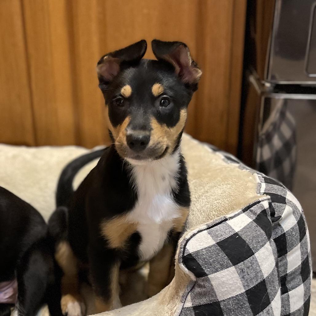 Lexi, a Adoptable Mixed Breed in Buffalo, MN image 2/6