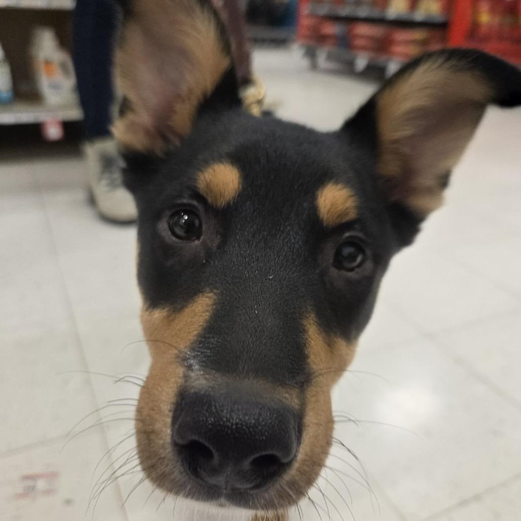 Lexi, Adoptable, Puppy Female Mixed Breed.