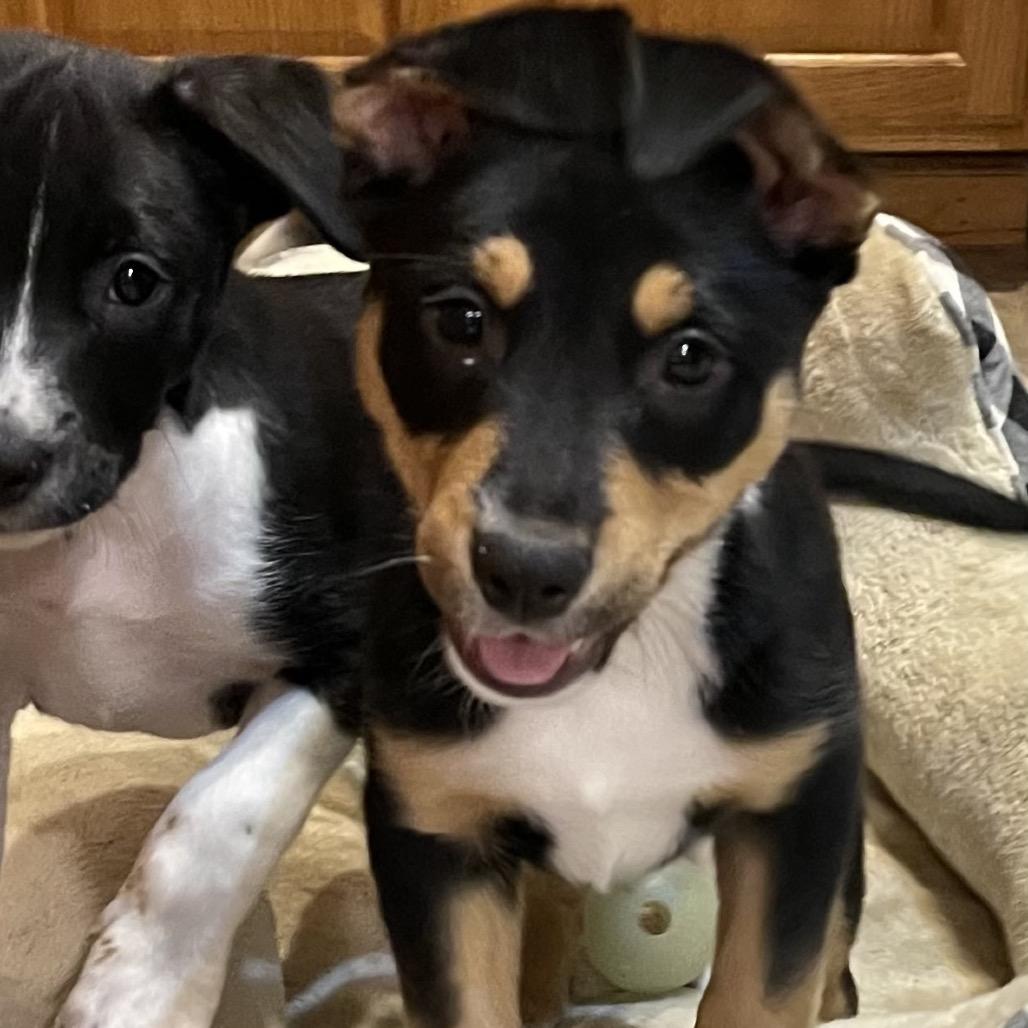 Lexi, a Adoptable Mixed Breed in Buffalo, MN image 3/6