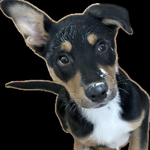 Enlarge Lexi, a Adoptable Mixed Breed in Sartell, MN image 4/6