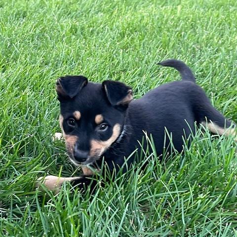 Lexi, a Adoptable Mixed Breed in Buffalo, MN image 4/6