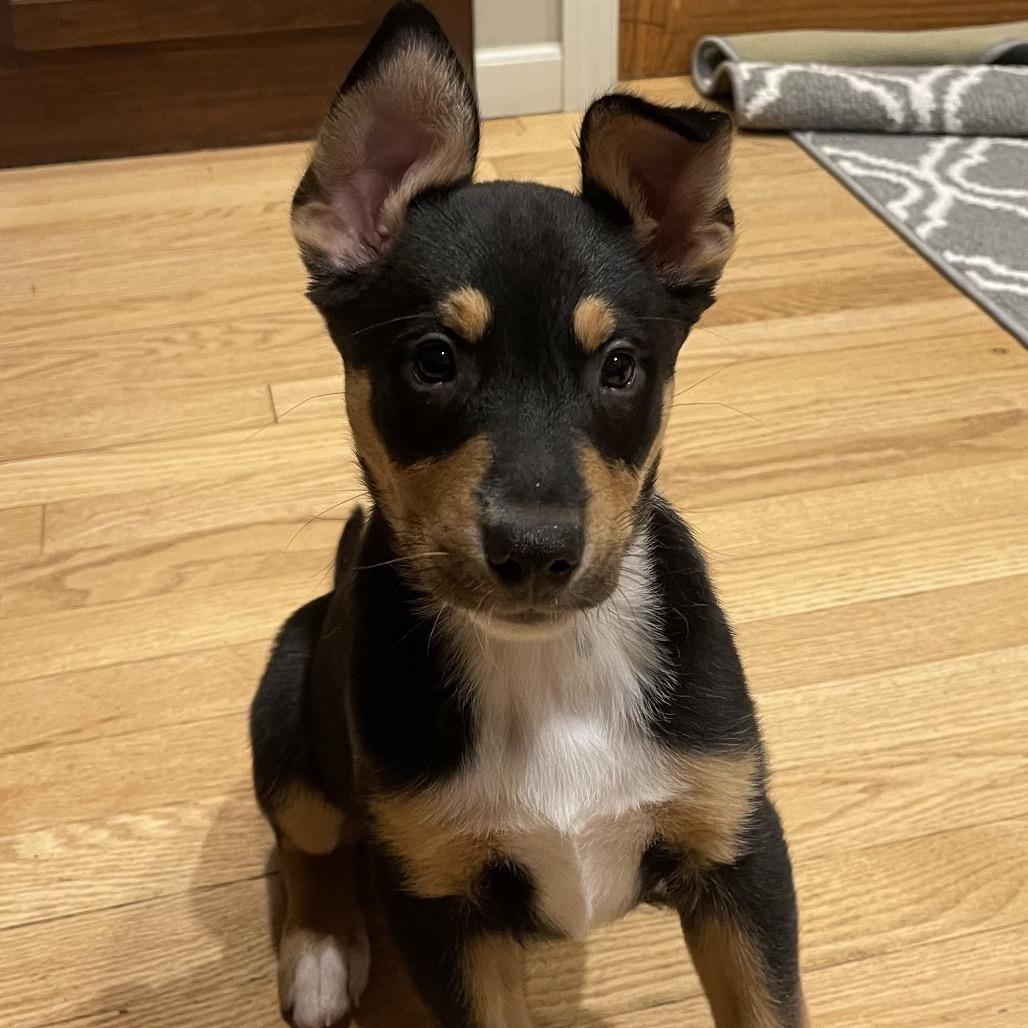 Lexi, a Adoptable Mixed Breed in Buffalo, MN image 6/6