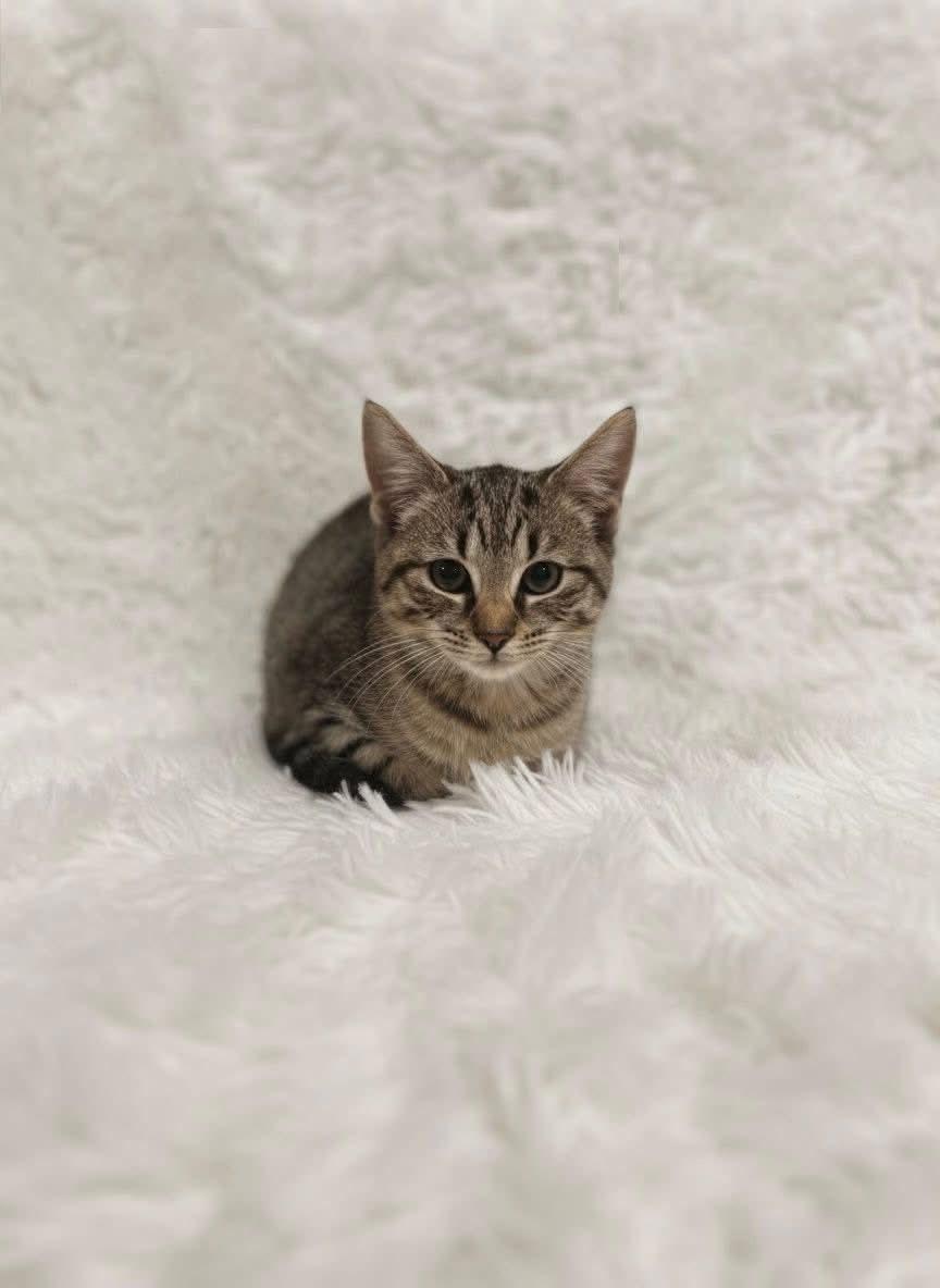 Brownie Bite, Adoptable, Kitten Female Domestic Short Hair.