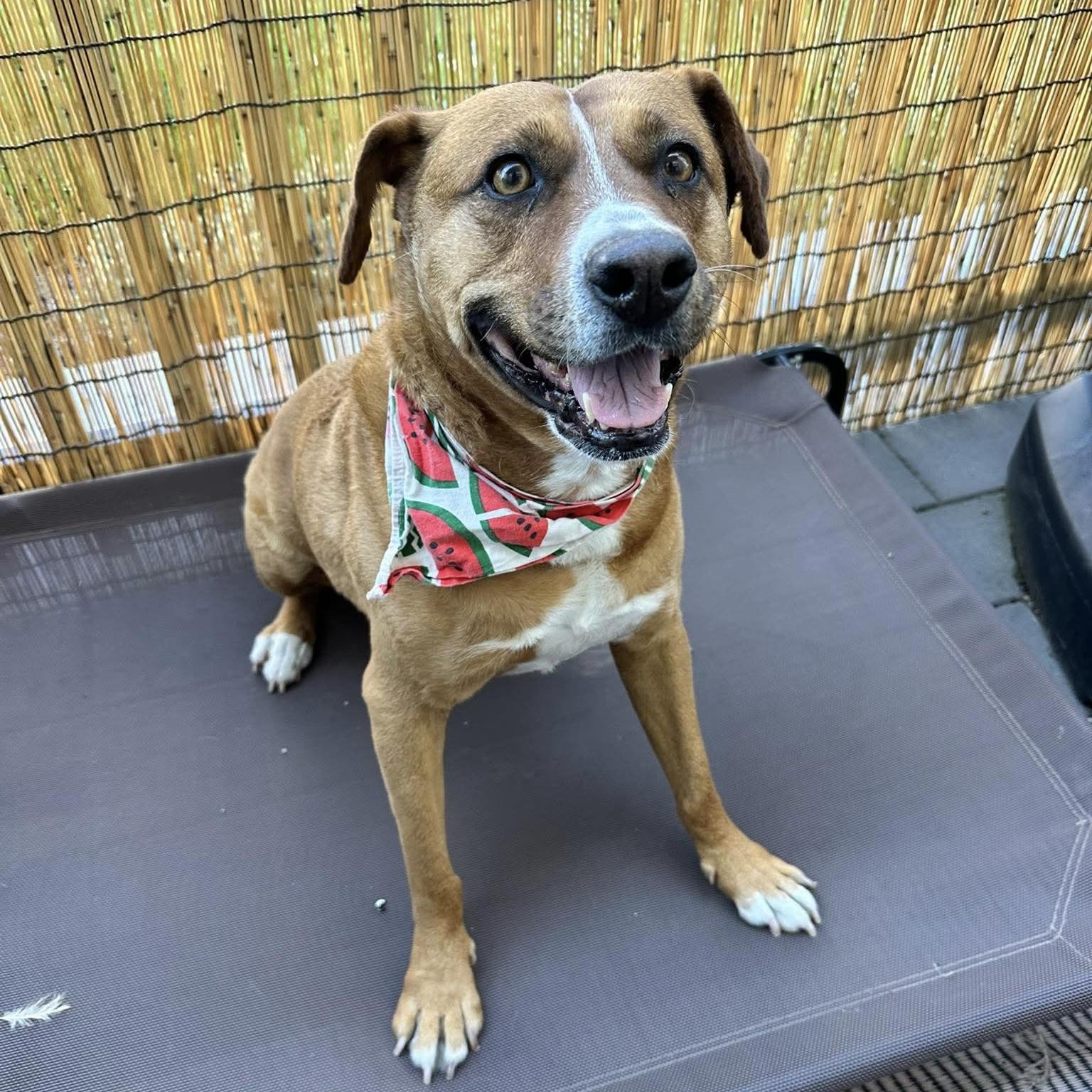 Felice, a ADOPTABLE mixed breed in Toronto, ON image 5/6