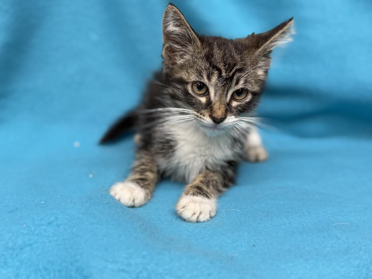 Pj, ADOPTABLE, Young Male Domestic Short Hair.