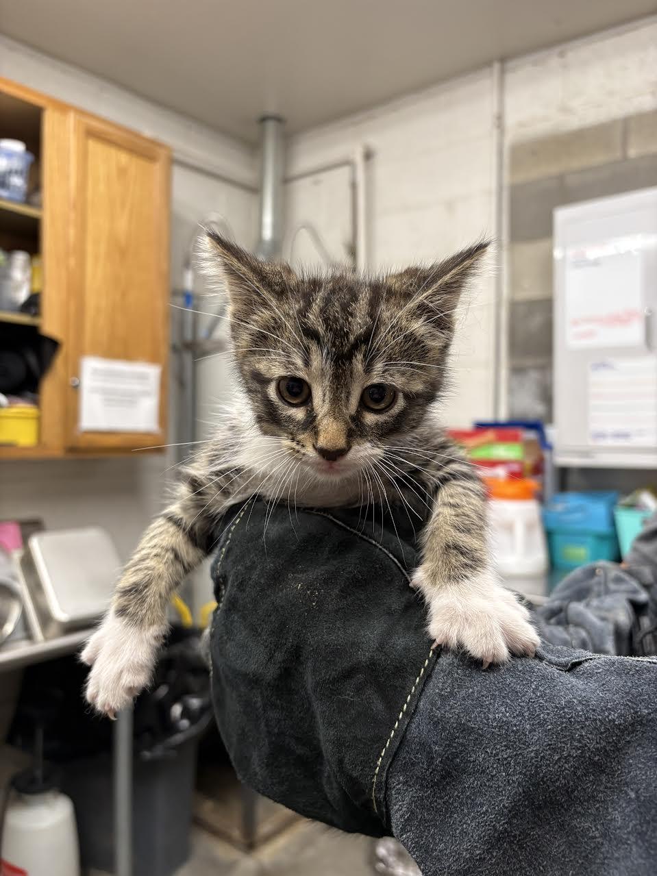 Enlarge Pj, a ADOPTABLE Domestic Short Hair in Oakdale, CA image 1/1