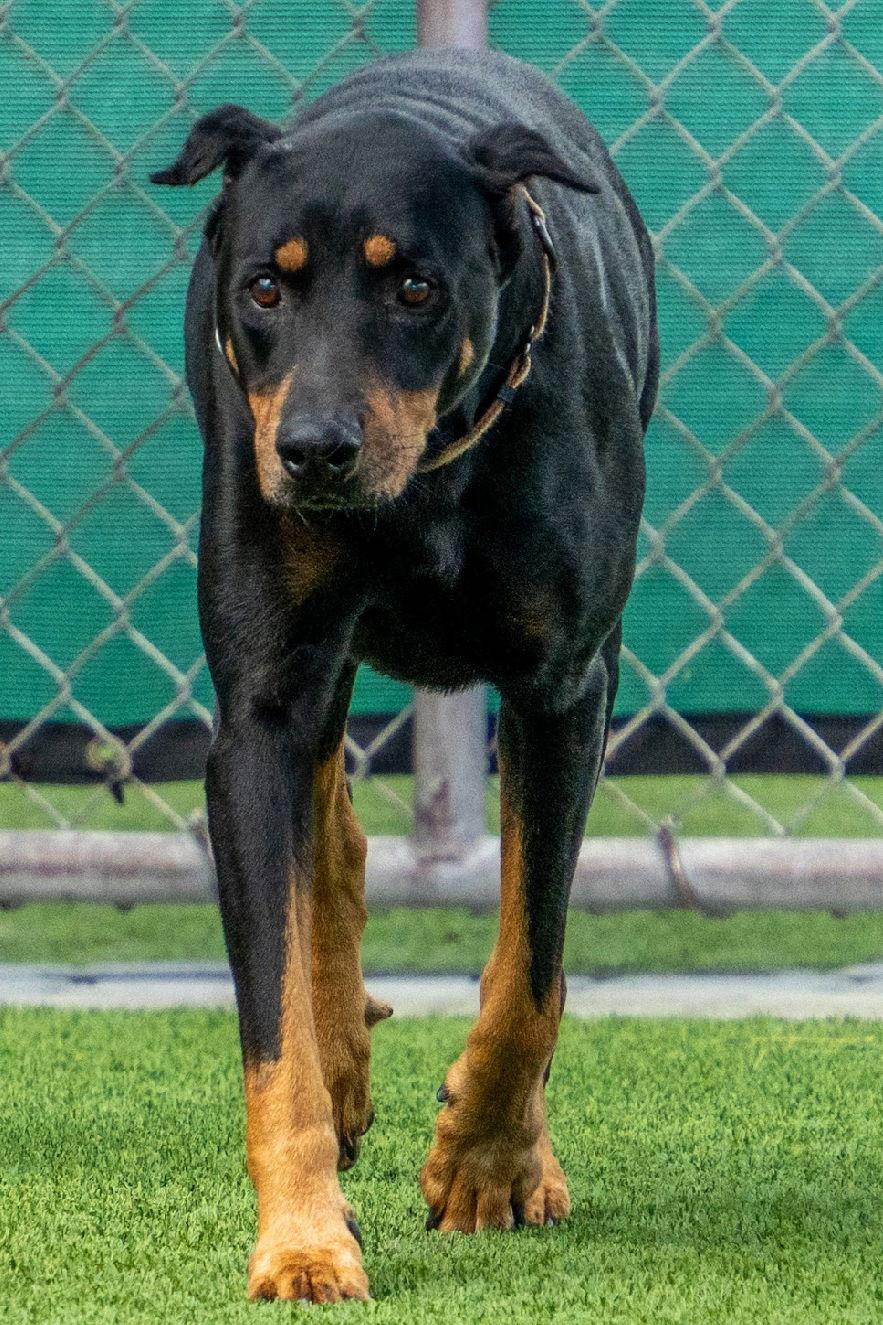 Enlarge Joe 3499, a Adoptable Doberman Pinscher in Oakland Park, FL image 1/3