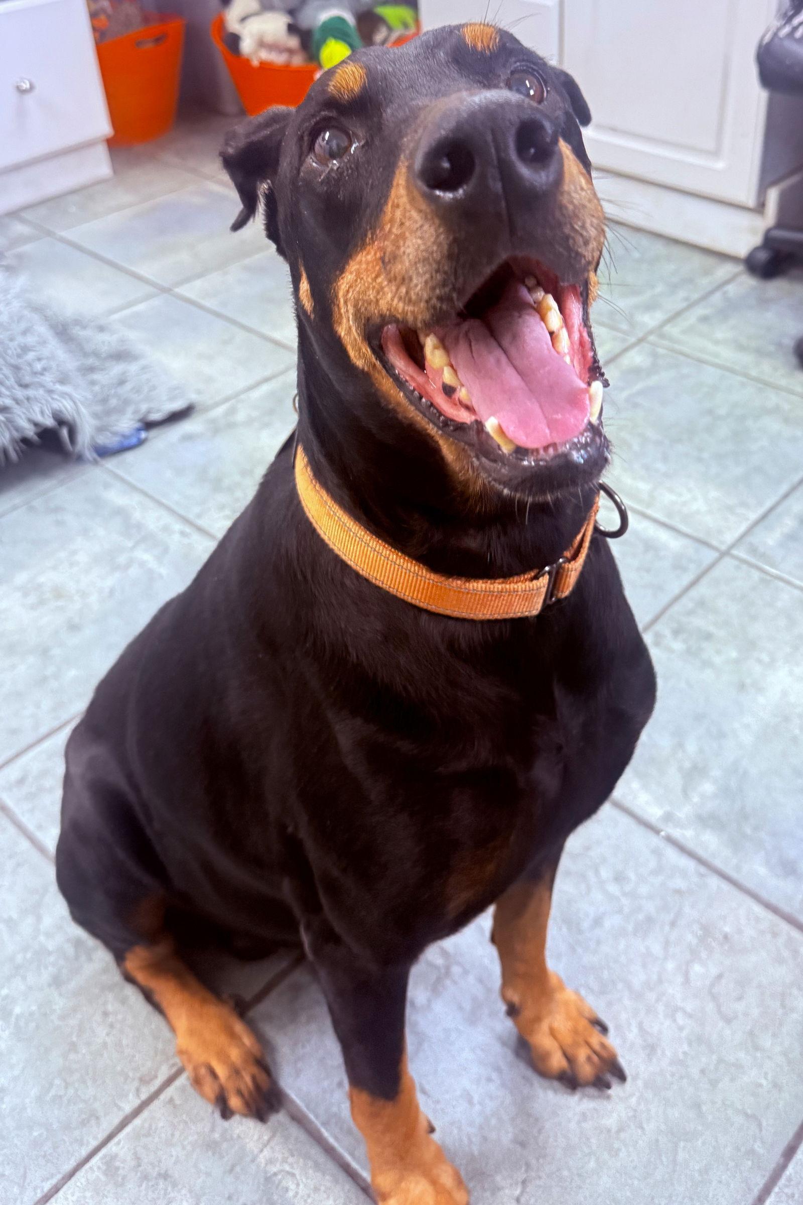 Enlarge Joe 3499, a Adoptable Doberman Pinscher in Oakland Park, FL image 1/3