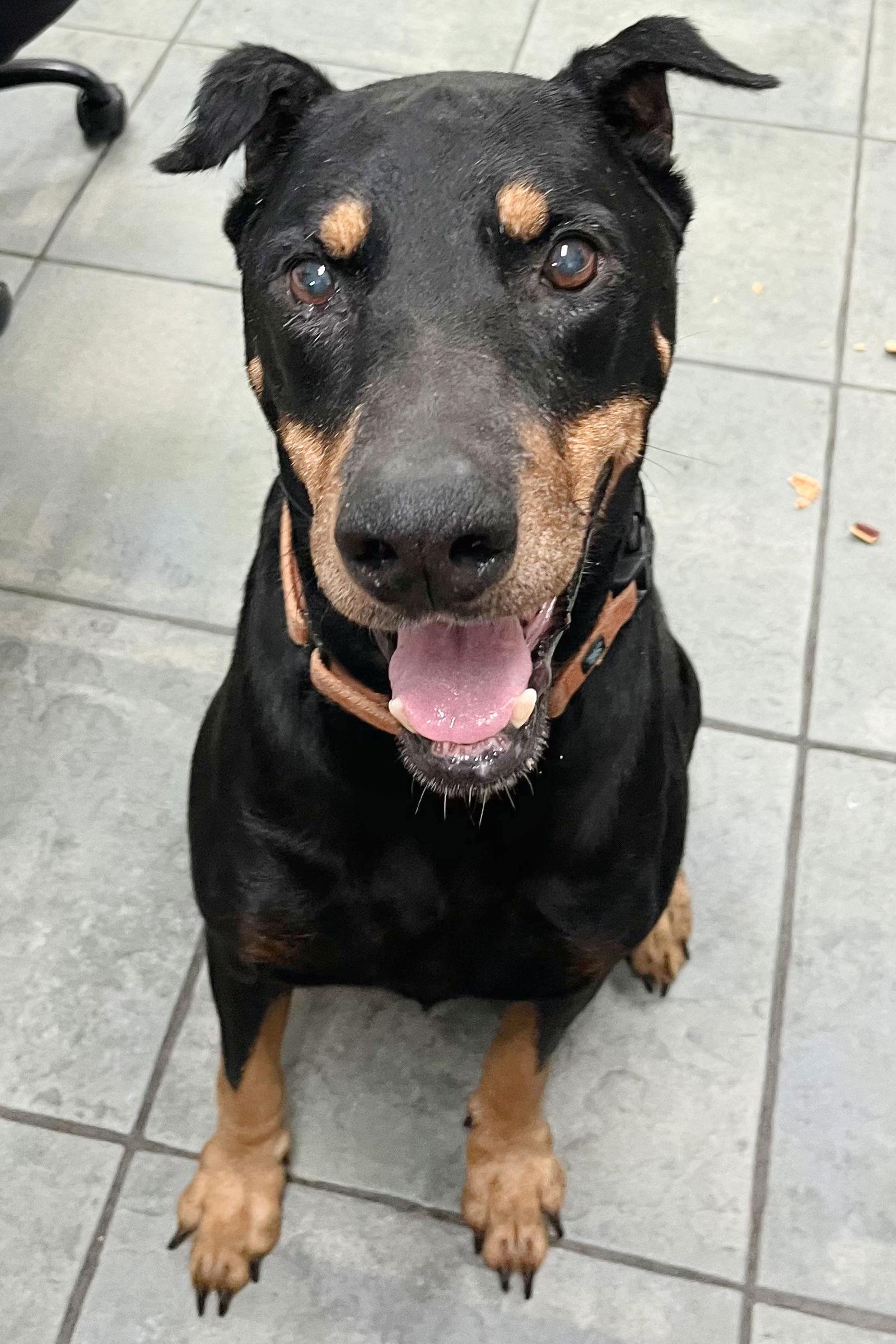 Enlarge Joe 3499, a Adoptable Doberman Pinscher in Oakland Park, FL image 2/3
