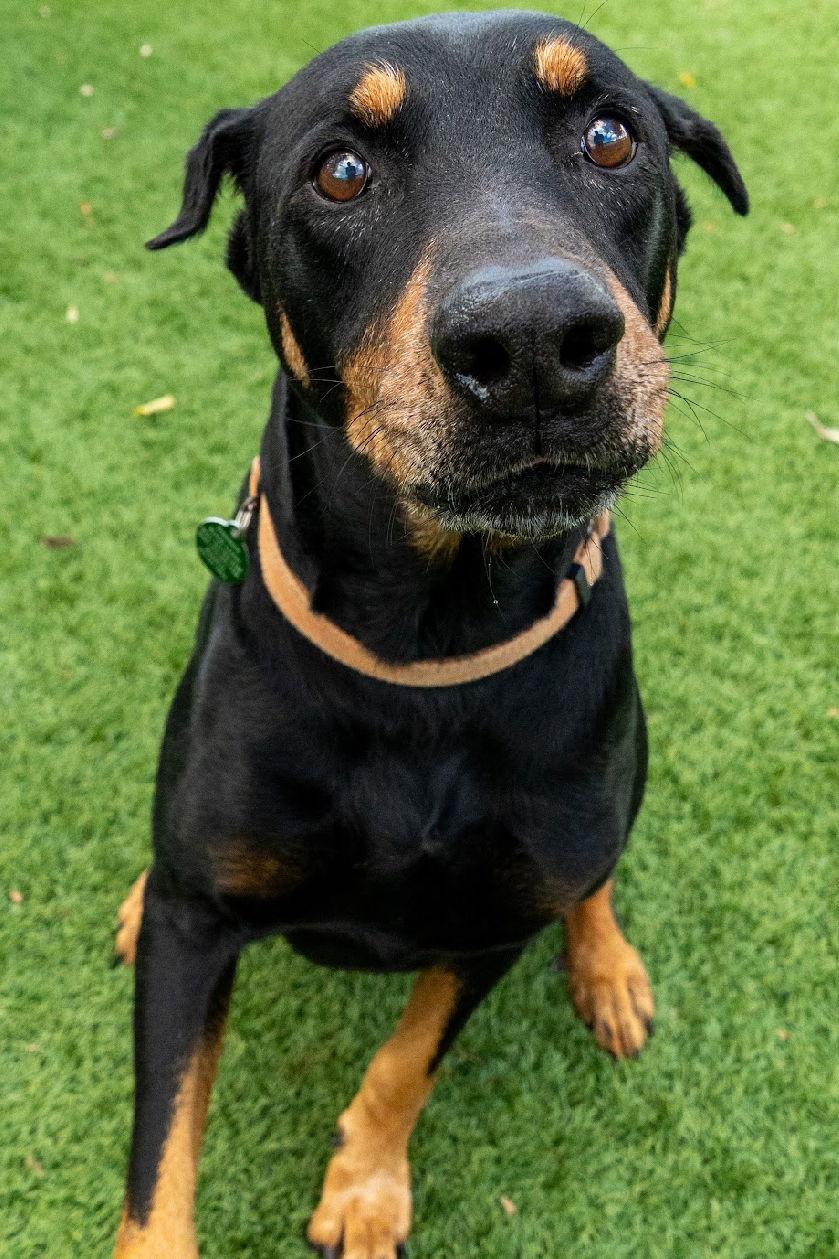 Enlarge Joe 3499, a Adoptable Doberman Pinscher in Oakland Park, FL image 3/3
