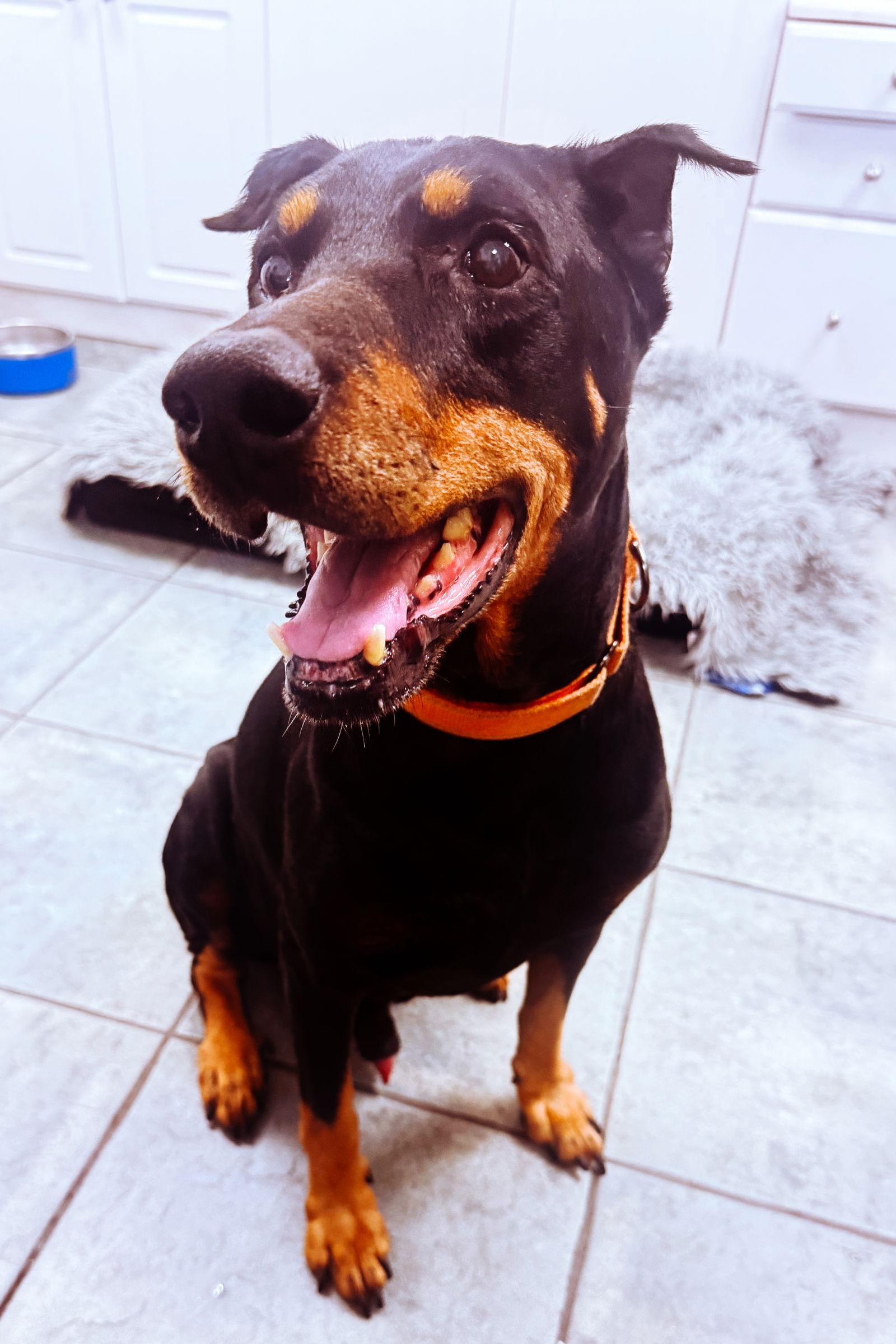 Enlarge Joe 3499, a Adoptable Doberman Pinscher in Oakland Park, FL image 3/3