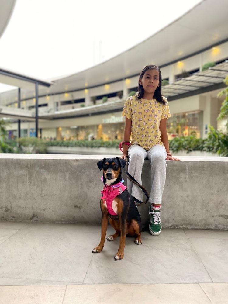 Maxima, Adoptable, Adult Female Miniature Pinscher.