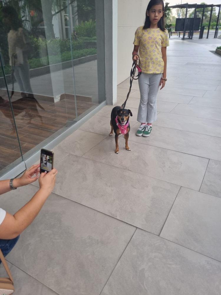 Maxima, a Adoptable mixed breed in Gig Harbor, WA image 2/6