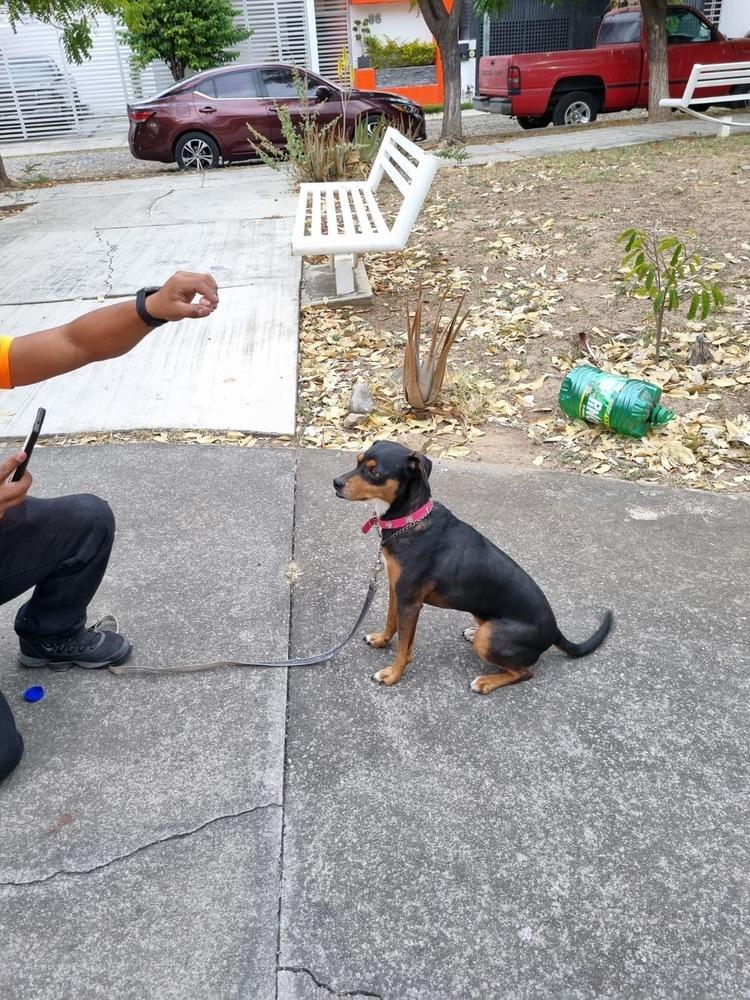 Maxima, a Adoptable mixed breed in Gig Harbor, WA image 3/6