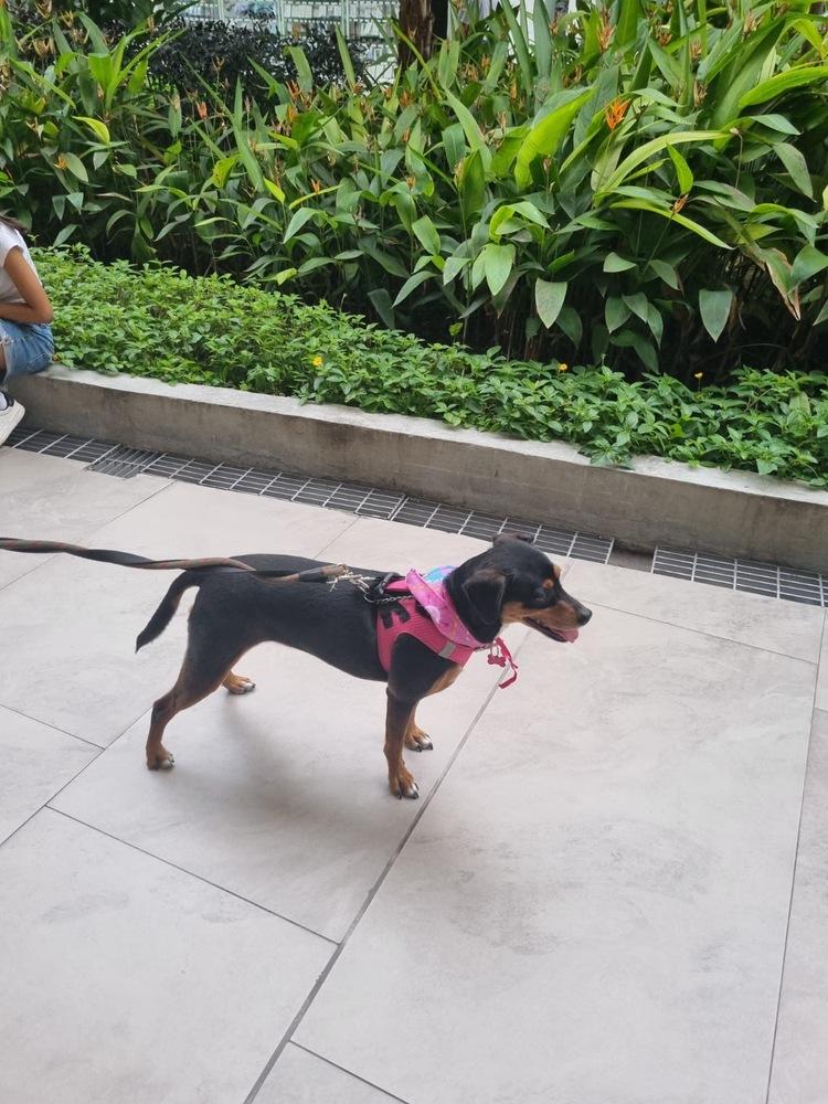 Maxima, a Adoptable mixed breed in Gig Harbor, WA image 4/6