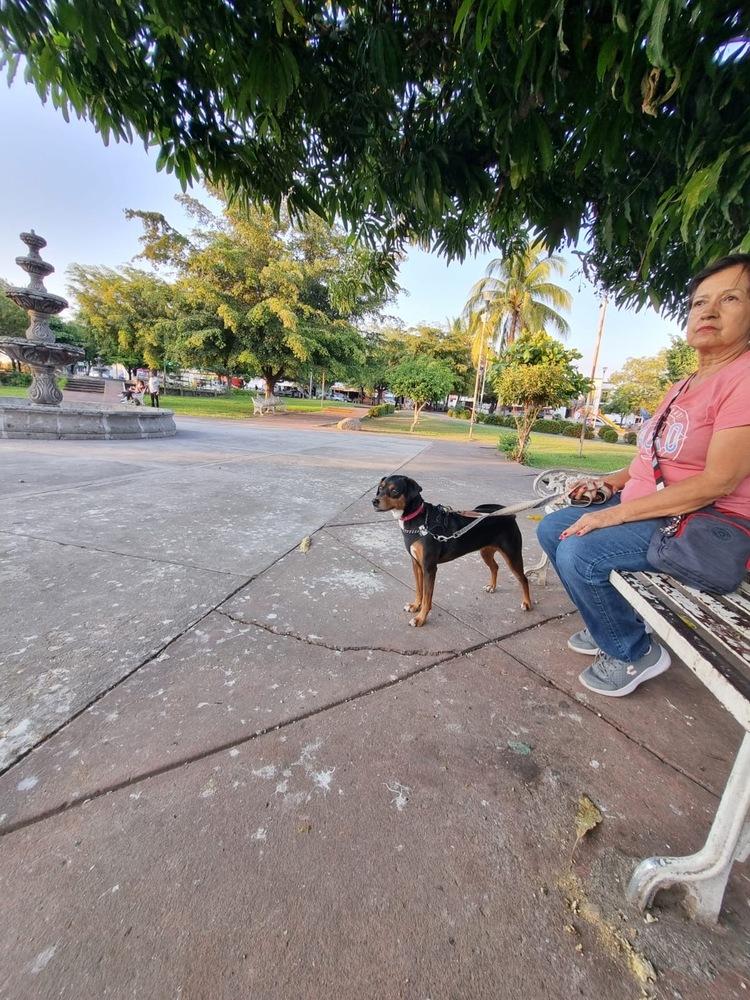 Maxima, a Adoptable mixed breed in Gig Harbor, WA image 5/6