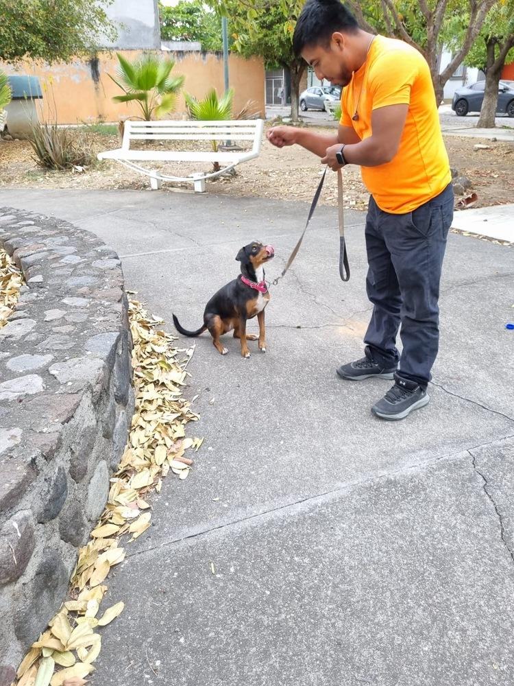 Maxima, a Adoptable mixed breed in Gig Harbor, WA image 6/6