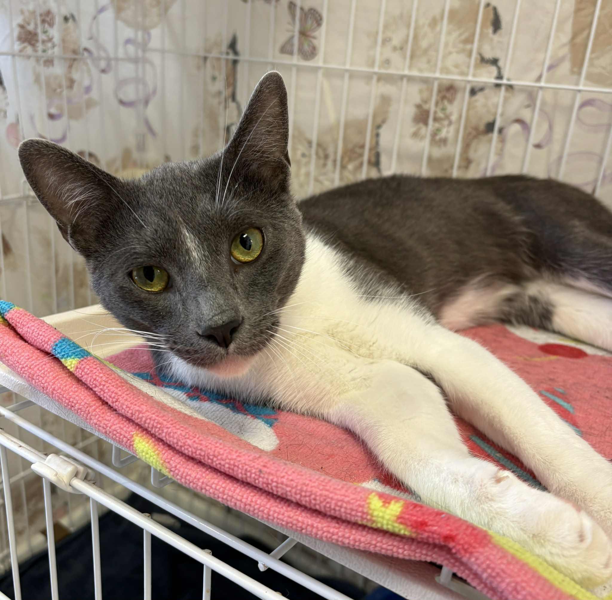 Bailar, an adoptable Domestic Short Hair in Grants Pass, OR, 97526 | Photo Image 1