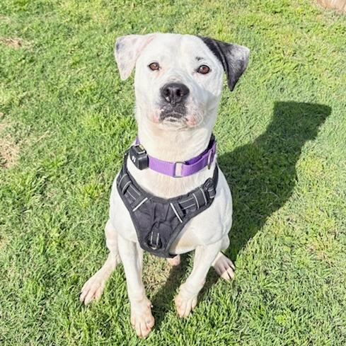 Enlarge Harley, a Adoptable Mixed Breed in Bentonville, AR image 1/6